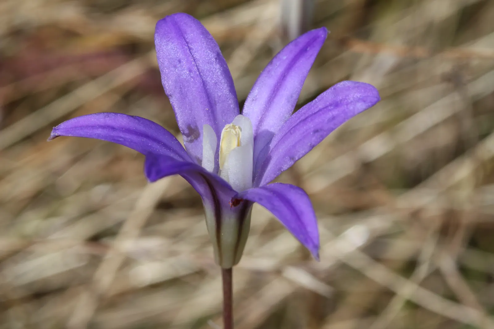 Rizzini's Justicia (Justicia Rizzinii) — and although this plant is moderately drought-tolerant once established; regular watering and well-draining soil