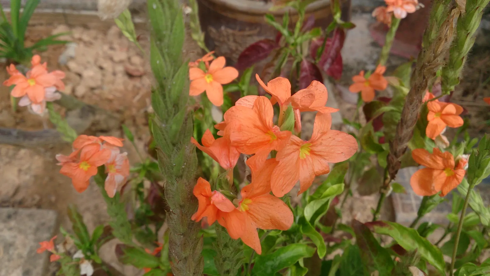 Rizzini's Justicia (Justicia Rizzinii) — making it a standout in borders or as an accent plant; regular watering and well-draining soil encourage, image 89