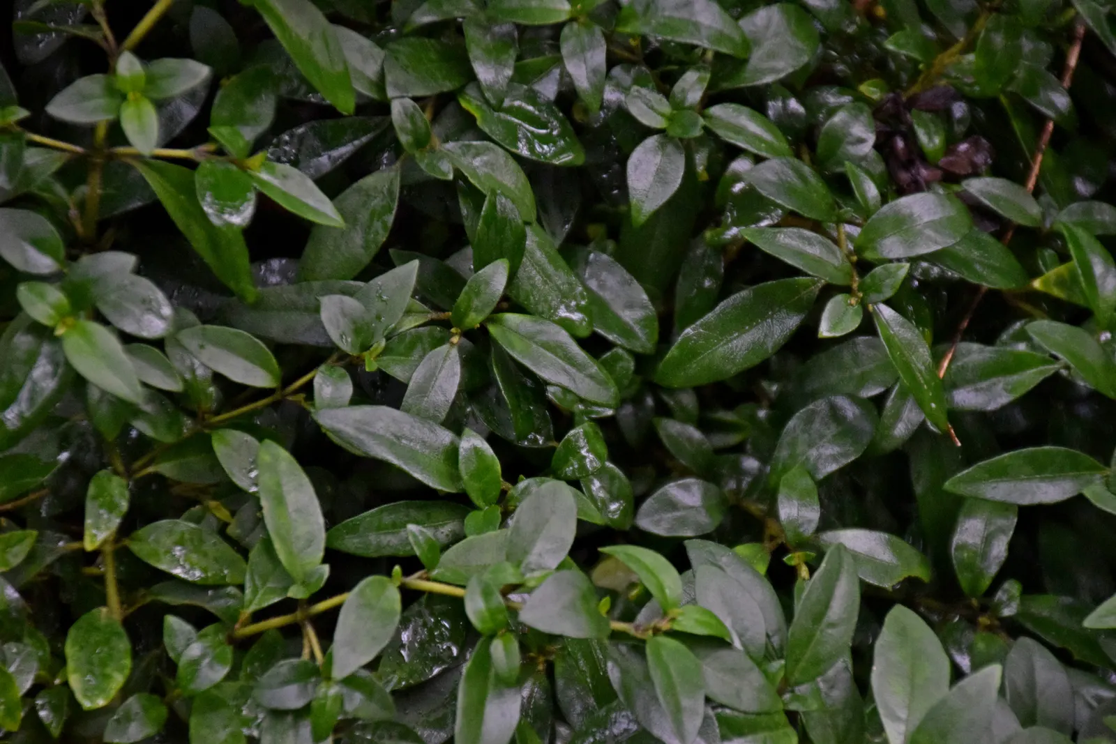 Rizzini's Justicia (Justicia Rizzinii) — is a vibrant perennial that adds a pop of color and exotic flair to any garden