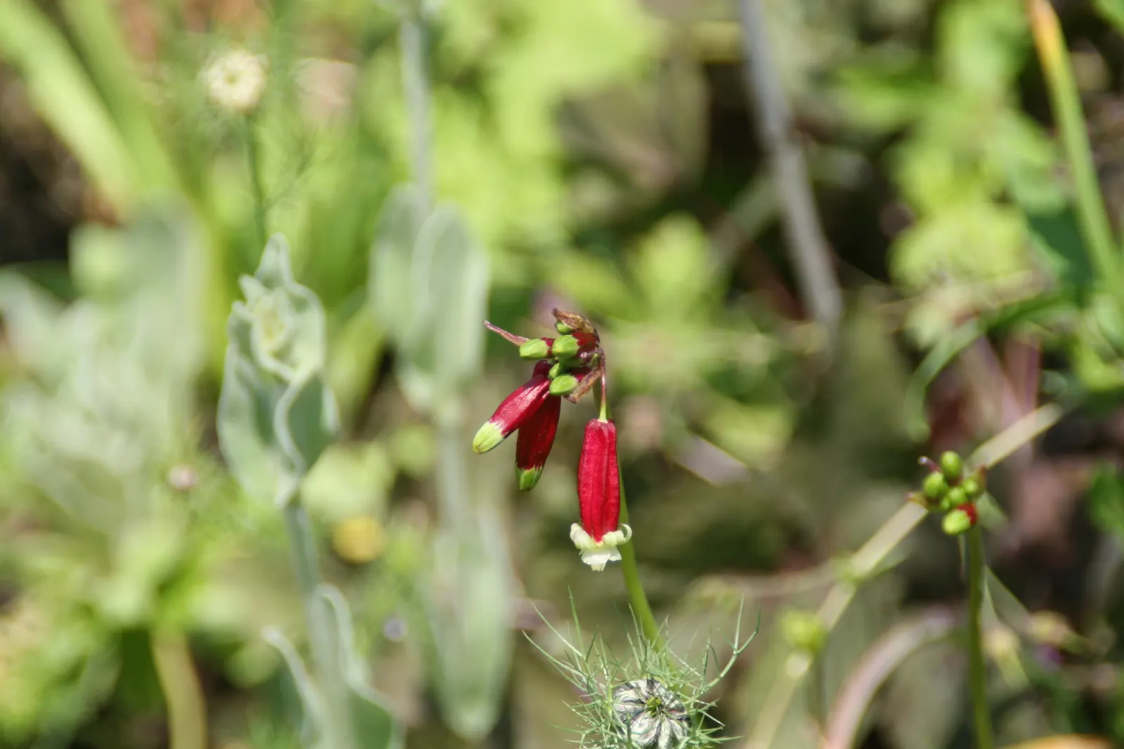 Rizzini's Justicia (Justicia Rizzinii) — although it can tolerate some shade; regular watering promotes optimal flowering.<br><br>Maintenance for, image 71