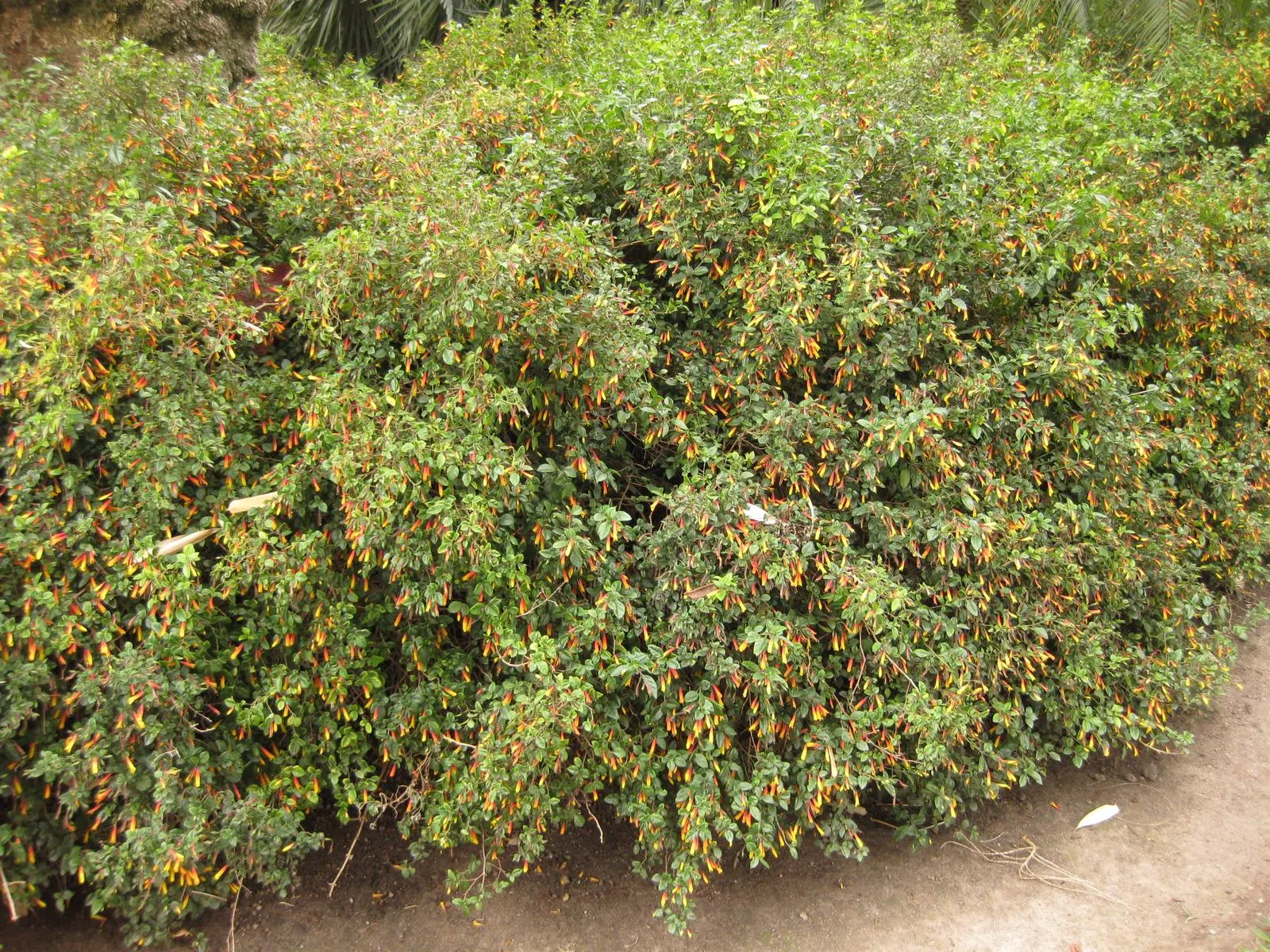 Rizzini's Justicia (Justicia Rizzinii) — it thrives in partial shade and reaches a compact size of 18-24 inches in both height and spread