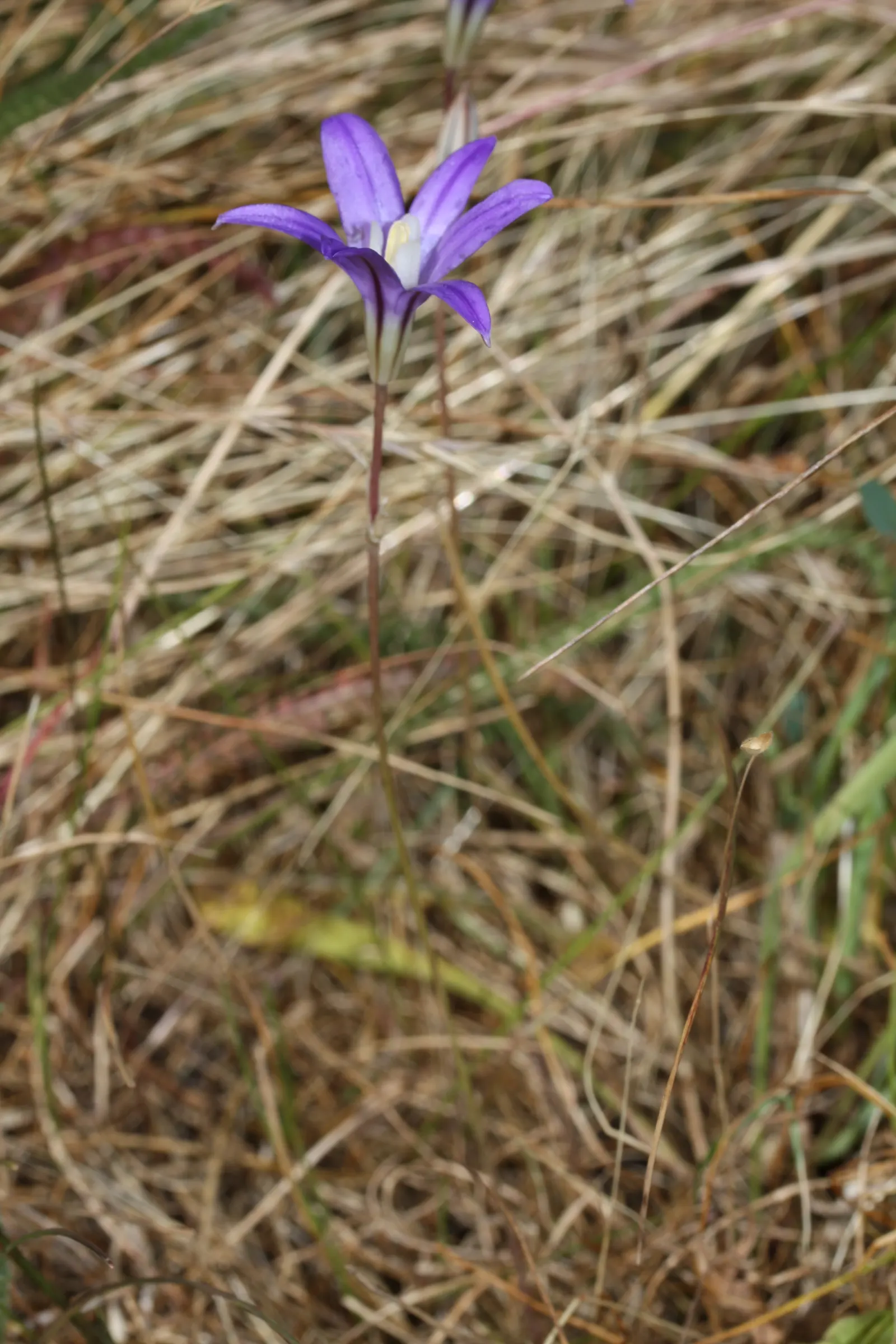 Rizzini's Justicia (Justicia Rizzinii) — It's also free of serious pests and diseases; regular watering promotes optimal flowering.<br><br>Maintenance for