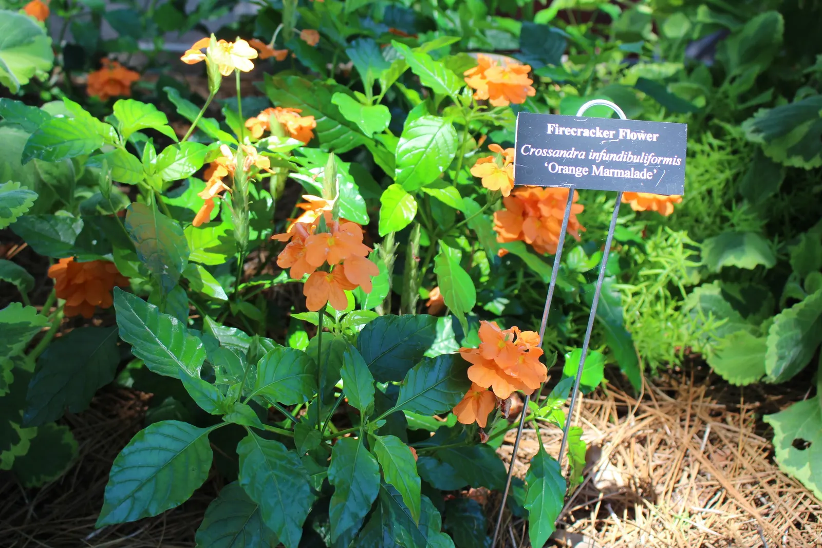 Rizzini's Justicia (Justicia Rizzinii) — making it a hassle-free addition to your client's garden.<br><br>In the landscape design; justicia rizzinii is sure to
