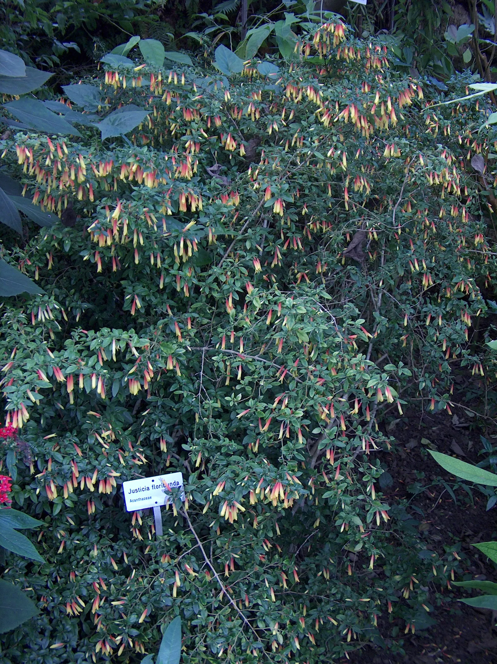 Rizzini's Justicia (Justicia Rizzinii) — tropical perennial known for its fiery red to orange tubular flowers which resemble lit firecrackers; regular watering