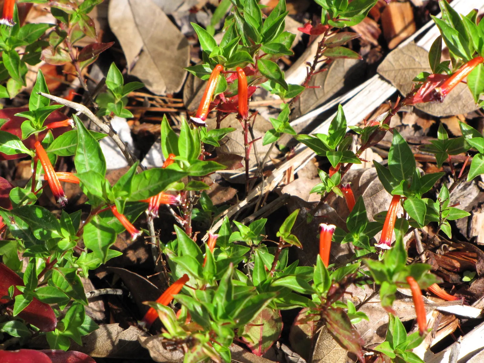 Rizzini's Justicia (Justicia Rizzinii) — with peak displays often occurring in the summer and fall; resembling small firecrackers