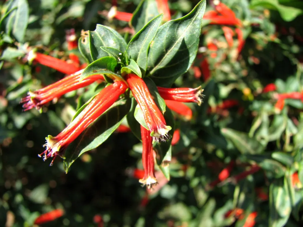 Rizzini's Justicia (Justicia Rizzinii) — such as silver-leaved Lamb's Ear or deep green ferns