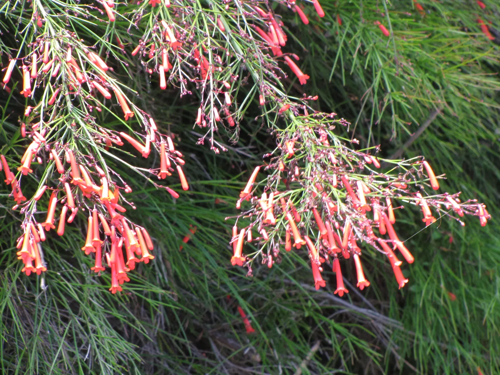 Rizzini's Justicia (Justicia Rizzinii) — scientifically known as Justicia rizzinii; resembling small firecrackers, image 90