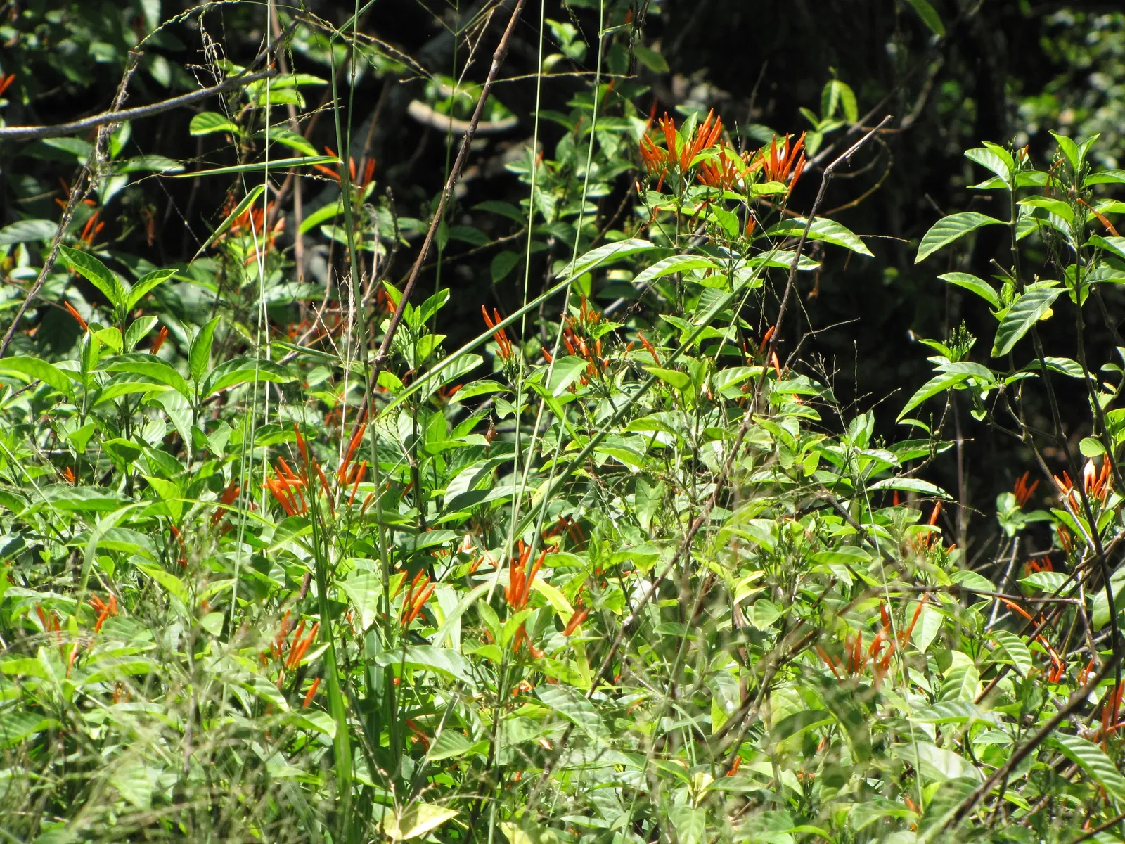 Rizzini's Justicia (Justicia Rizzinii) — Reaching an average height of around 18 inches and spreading approximately 24 inches wide; justicia, image 92