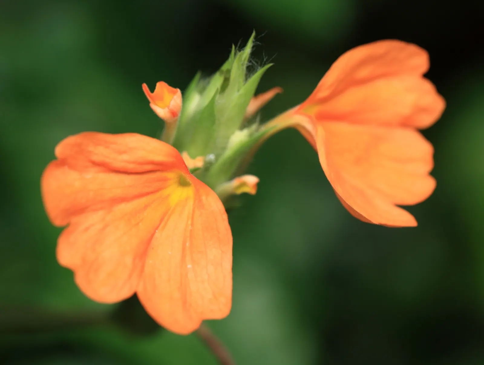 Rizzini's Justicia (Justicia Rizzinii) — preferring partial to full sun exposure