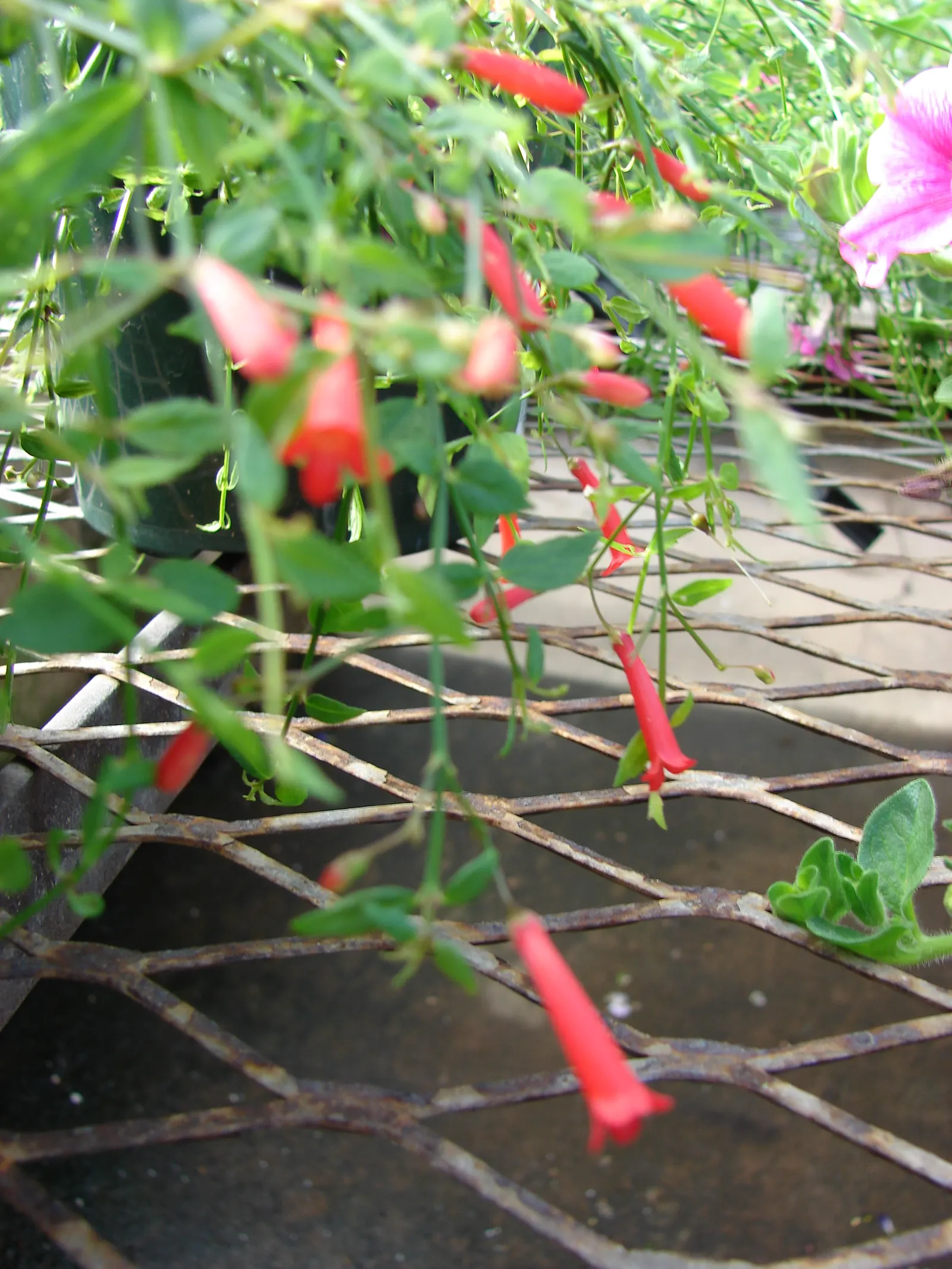 Rizzini's Justicia (Justicia Rizzinii) — multi-colored and orange and red flowers in the garden