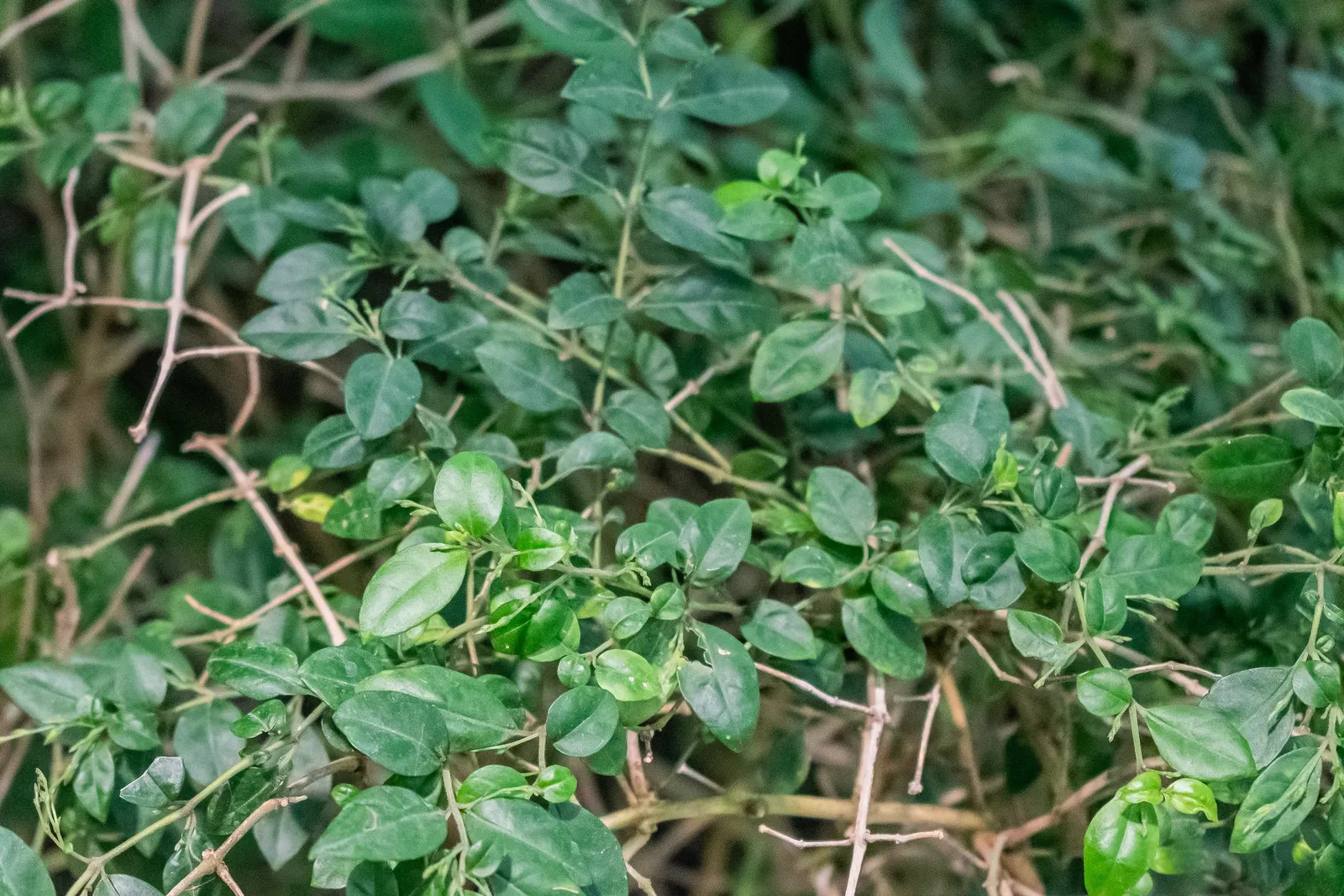 Rizzini's Justicia (Justicia Rizzinii) — shrub with multi-colored and orange and red blooms