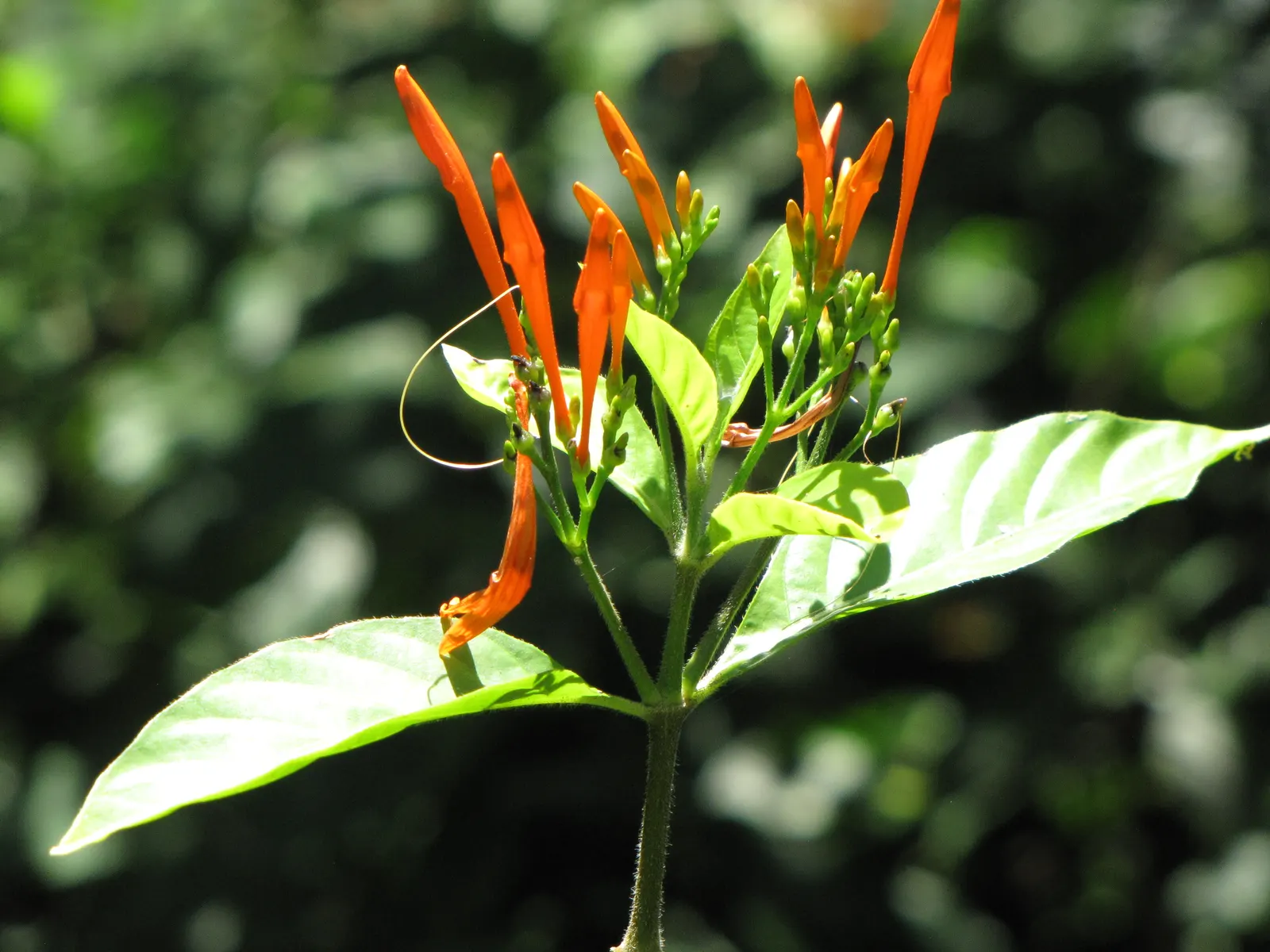 Rizzini's Justicia (Justicia Rizzinii) — Soil should be well-draining; justicia rizzinii is sure to be a dazzling highlight in your client's garden