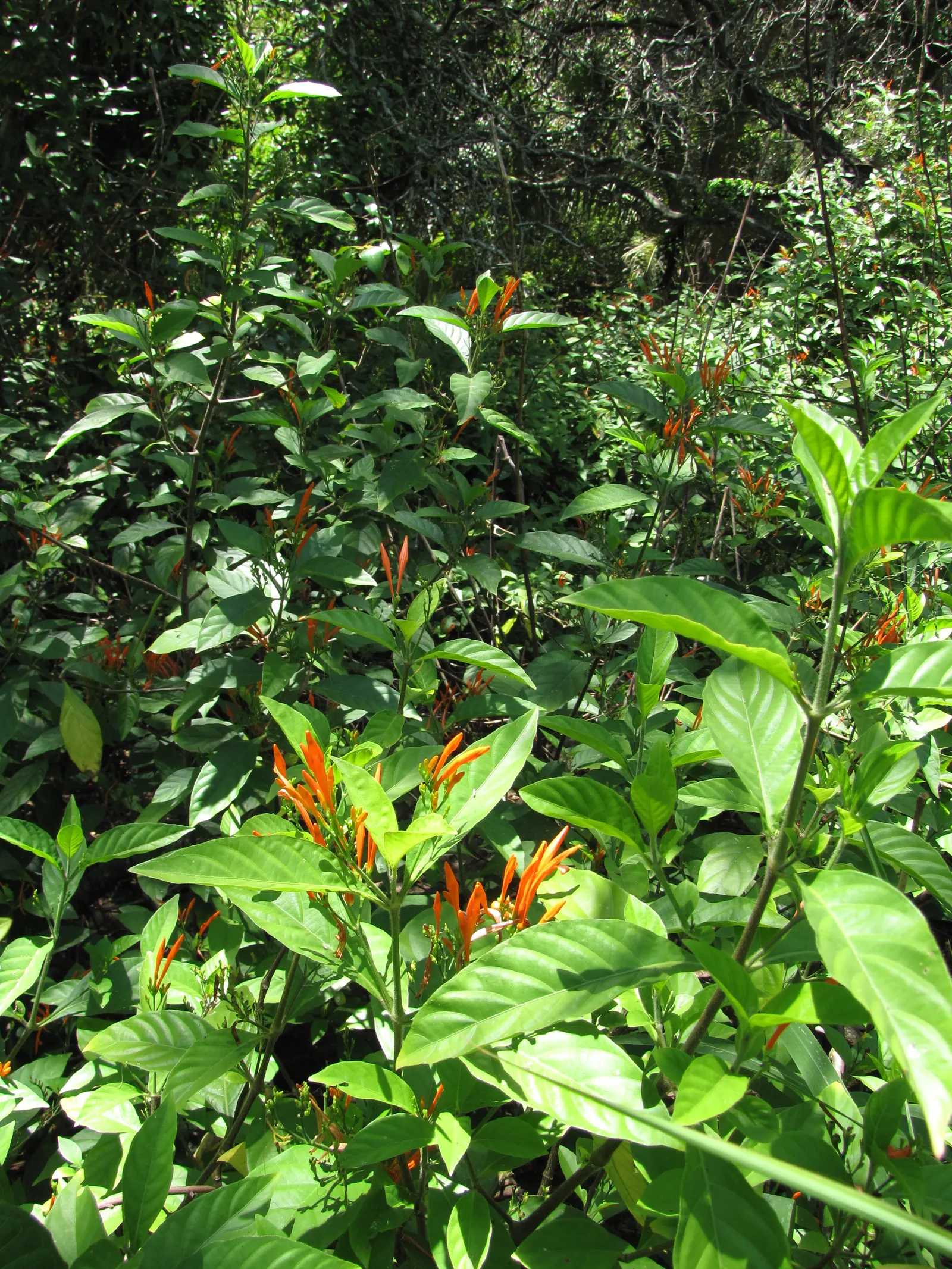 Rizzini's Justicia (Justicia Rizzinii) — and although this plant is moderately drought-tolerant once established; regular watering and, image 73