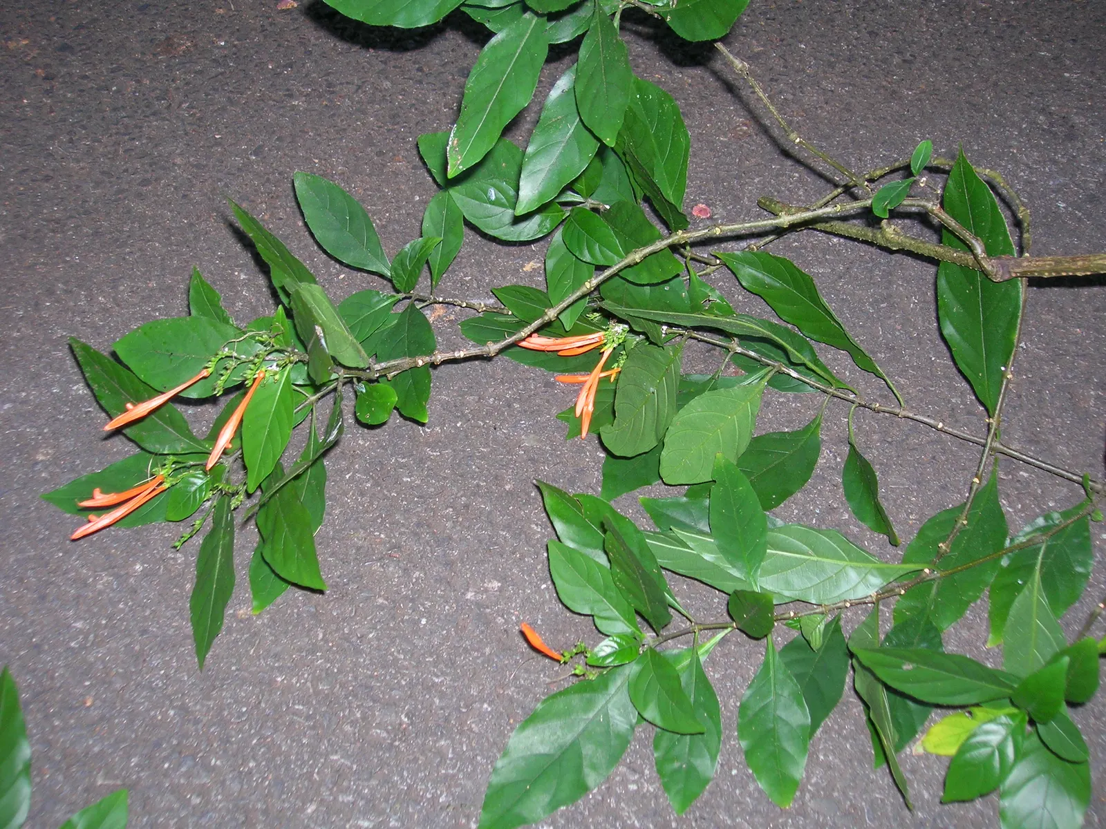 Rizzini's Justicia (Justicia Rizzinii) — although it can tolerate some shade