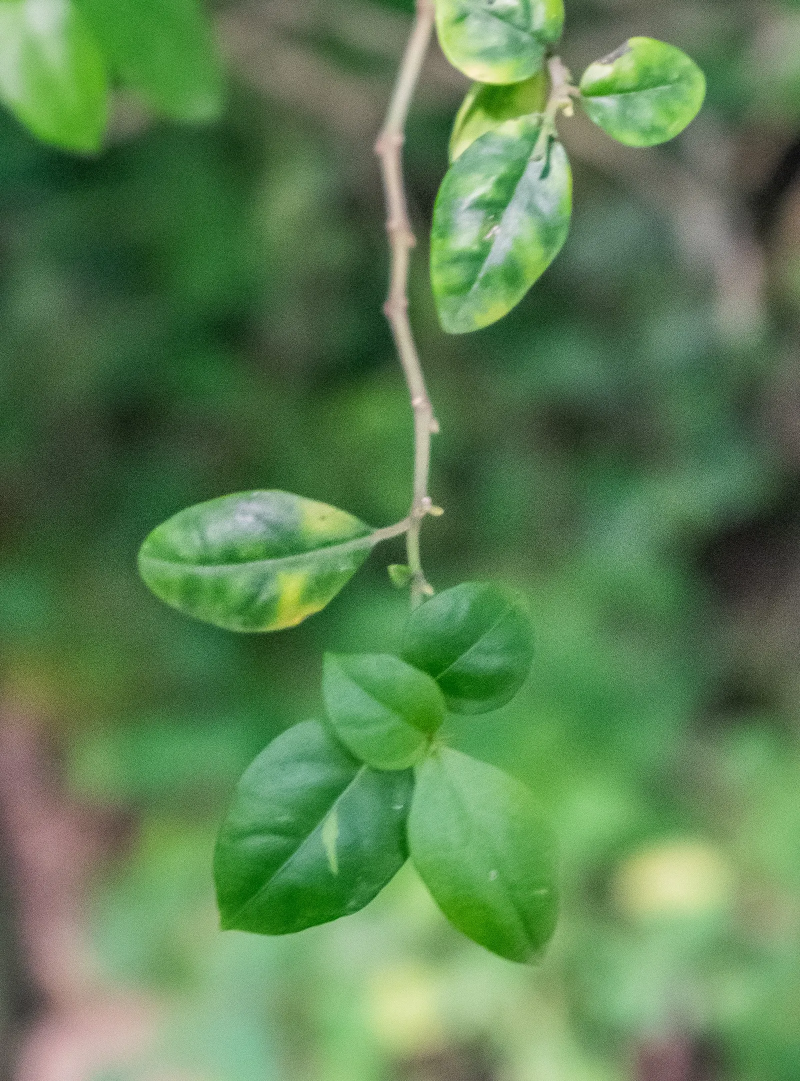 Rizzini's Justicia (Justicia Rizzinii) — making it a standout in borders or as an accent plant; regular watering and well-draining soil encourage, image 61