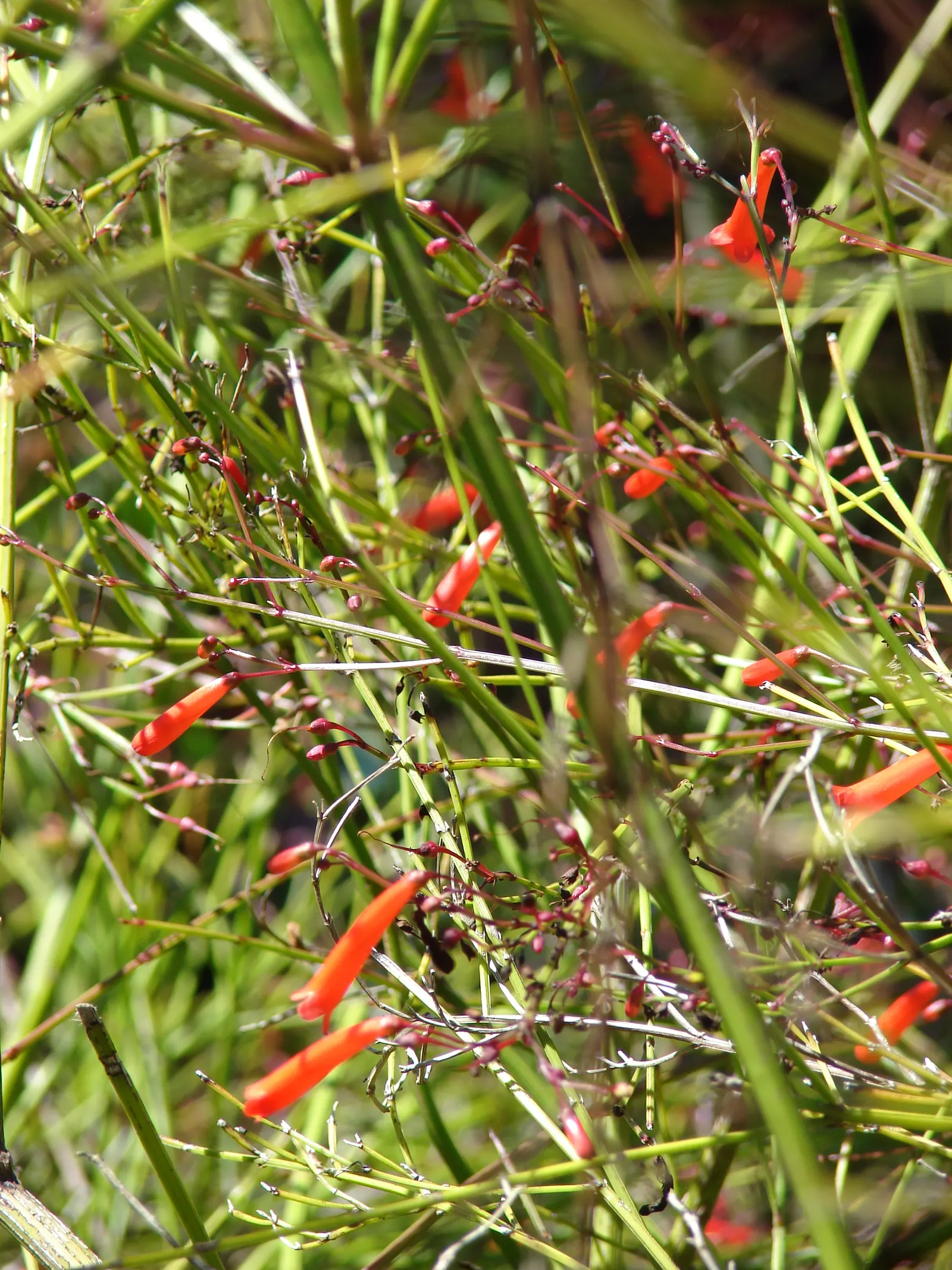 Rizzini's Justicia (Justicia Rizzinii) — regular watering promotes optimal flowering.<br><br>Maintenance for Justicia rizzinii is relatively minimal, image 46