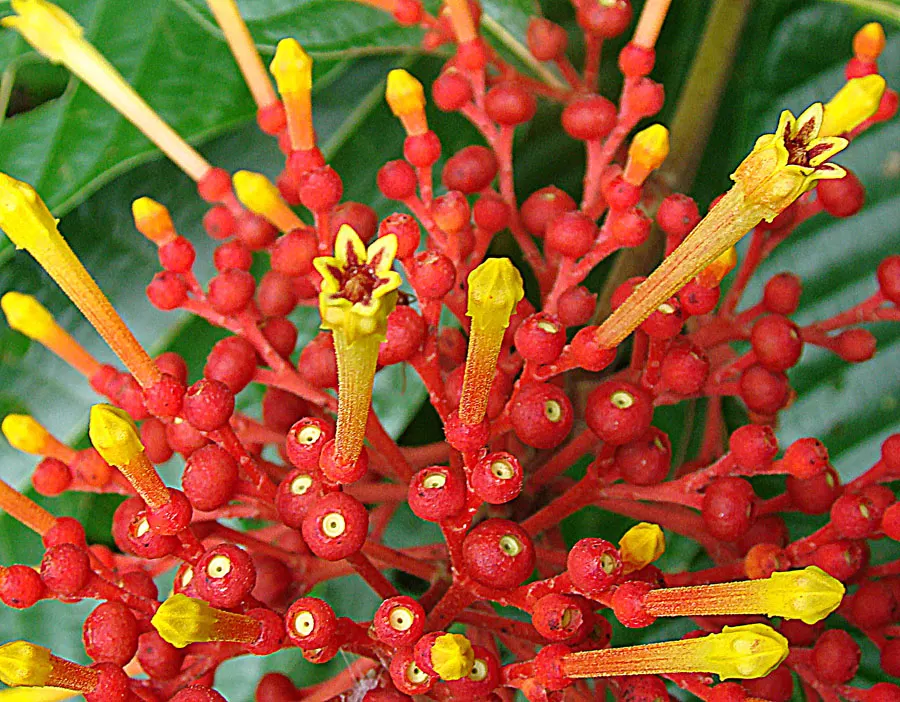 Rizzini's Justicia (Justicia Rizzinii) — are about 1 to 1.5 inches long and attract a variety of pollinators; justicia rizzinii is sure to be a, image 68