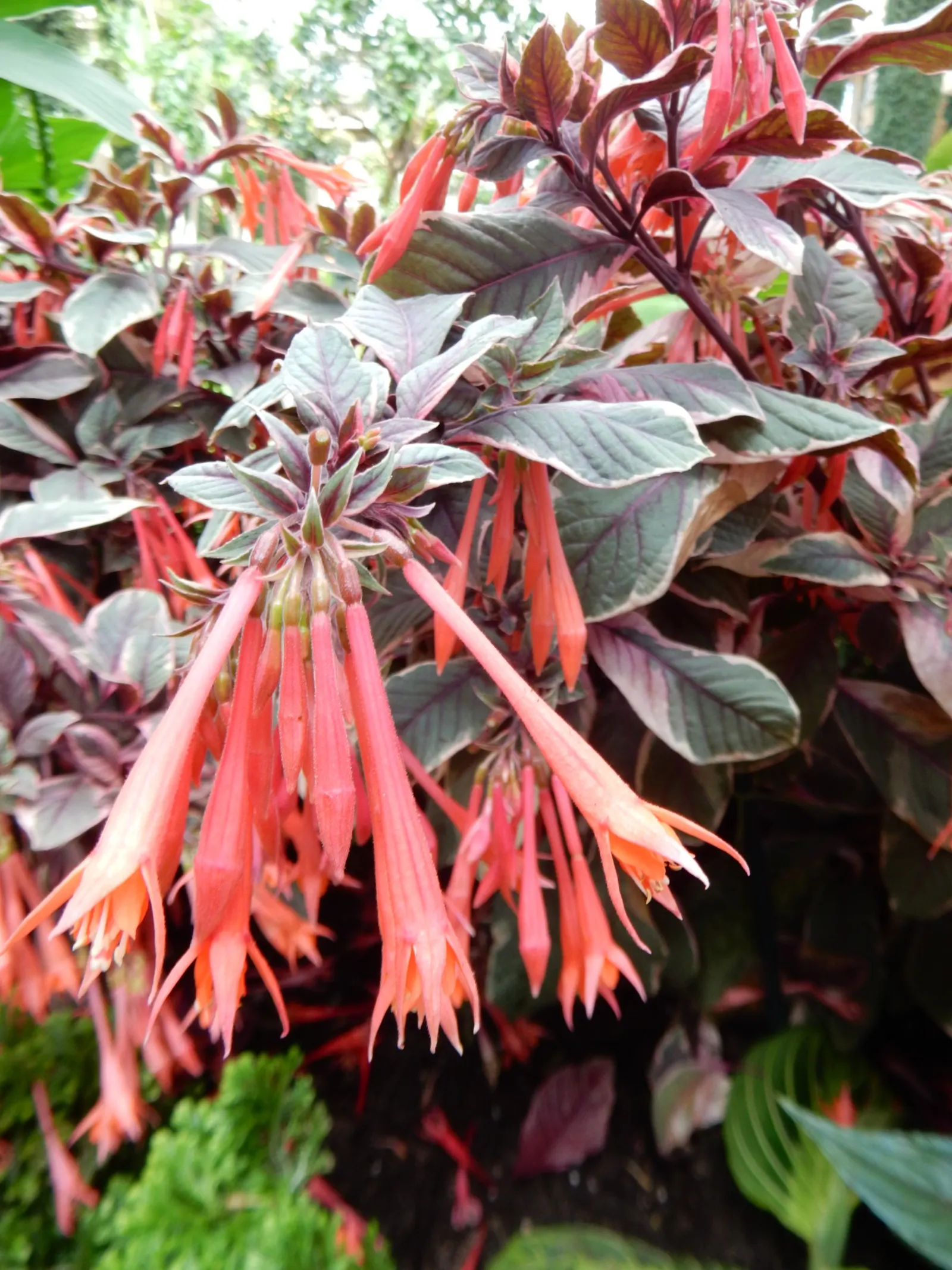 Rizzini's Justicia (Justicia Rizzinii) — scientifically known as Justicia rizzinii; resembling small firecrackers