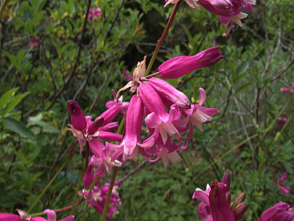 Rizzini's Justicia (Justicia Rizzinii) — including hummingbirds and butterflies; regular watering and well-draining soil encourage lush growth