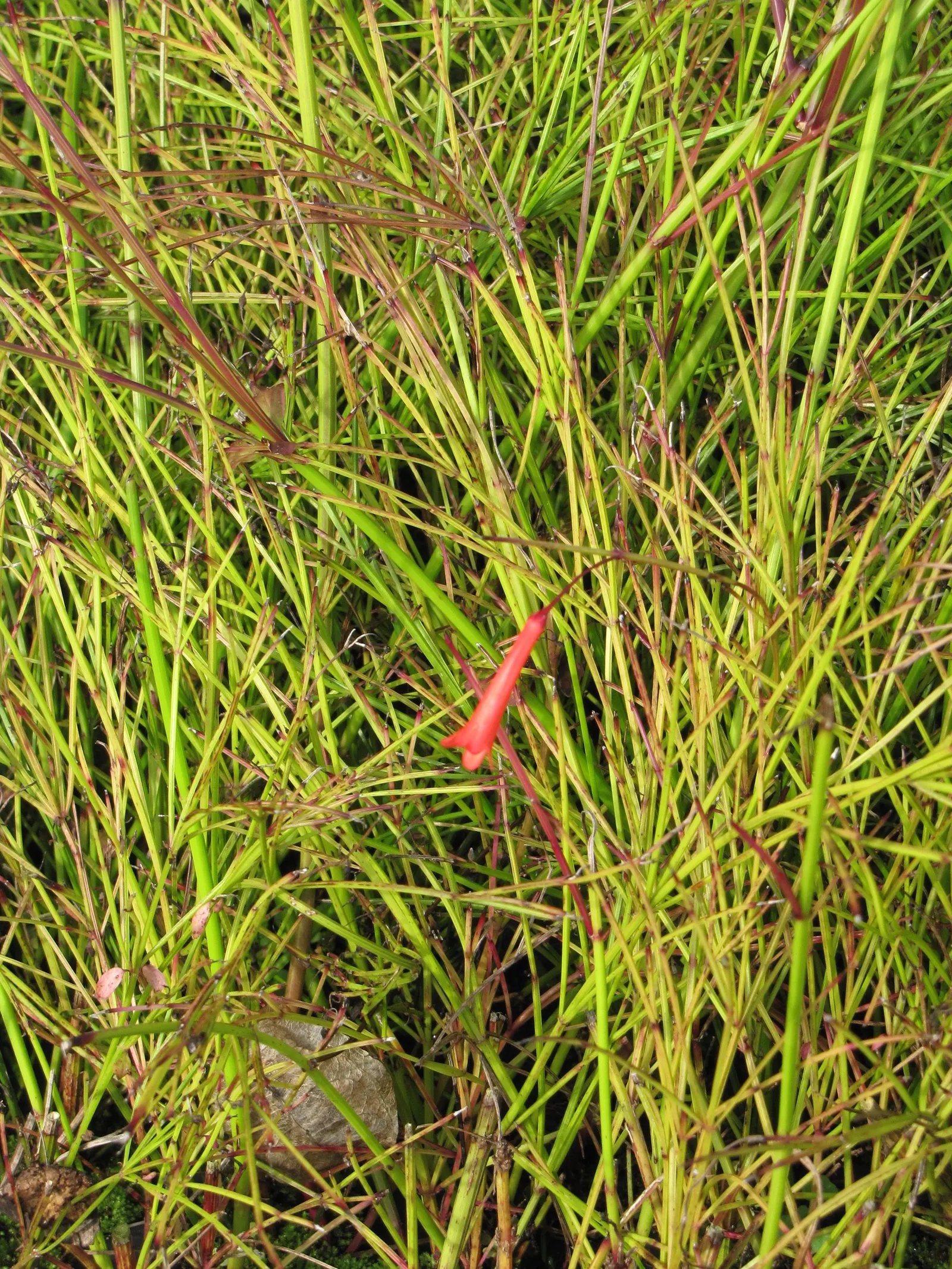 Rizzini's Justicia (Justicia Rizzinii) — and although this plant is moderately drought-tolerant once established