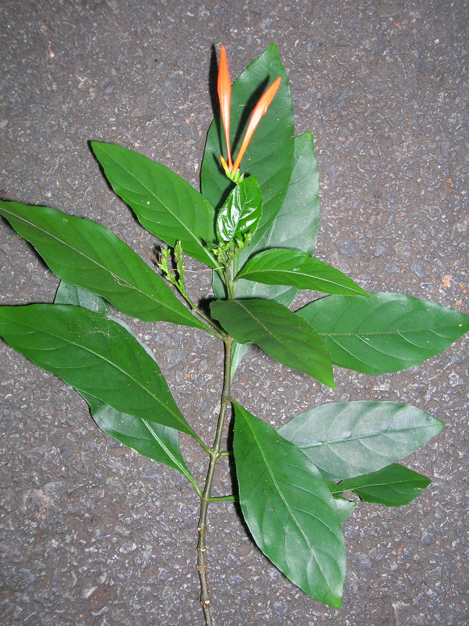 Rizzini's Justicia (Justicia Rizzinii) — Soil should be well-draining