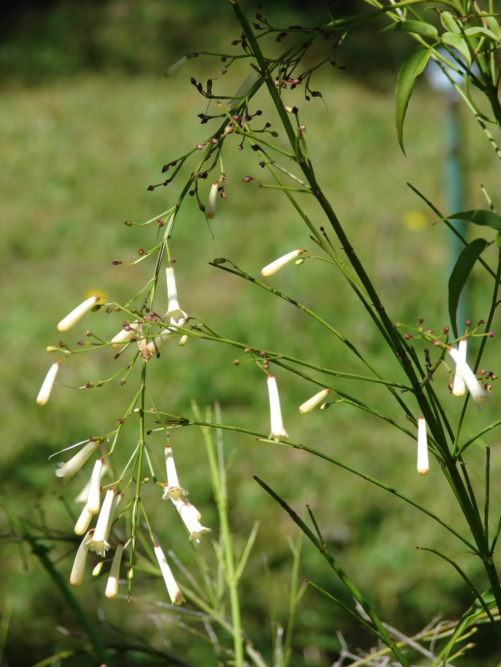 Rizzini's Justicia (Justicia Rizzinii) — tropical perennial known for its fiery red to orange tubular flowers which resemble lit firecrackers, image 57