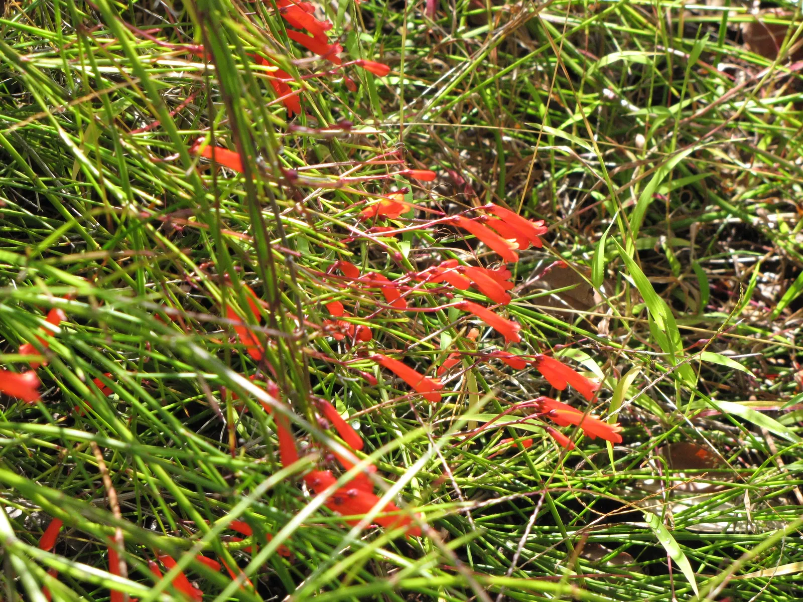 Rizzini's Justicia (Justicia Rizzinii) — Reaching an average height of around 18 inches and spreading approximately 24 inches wide