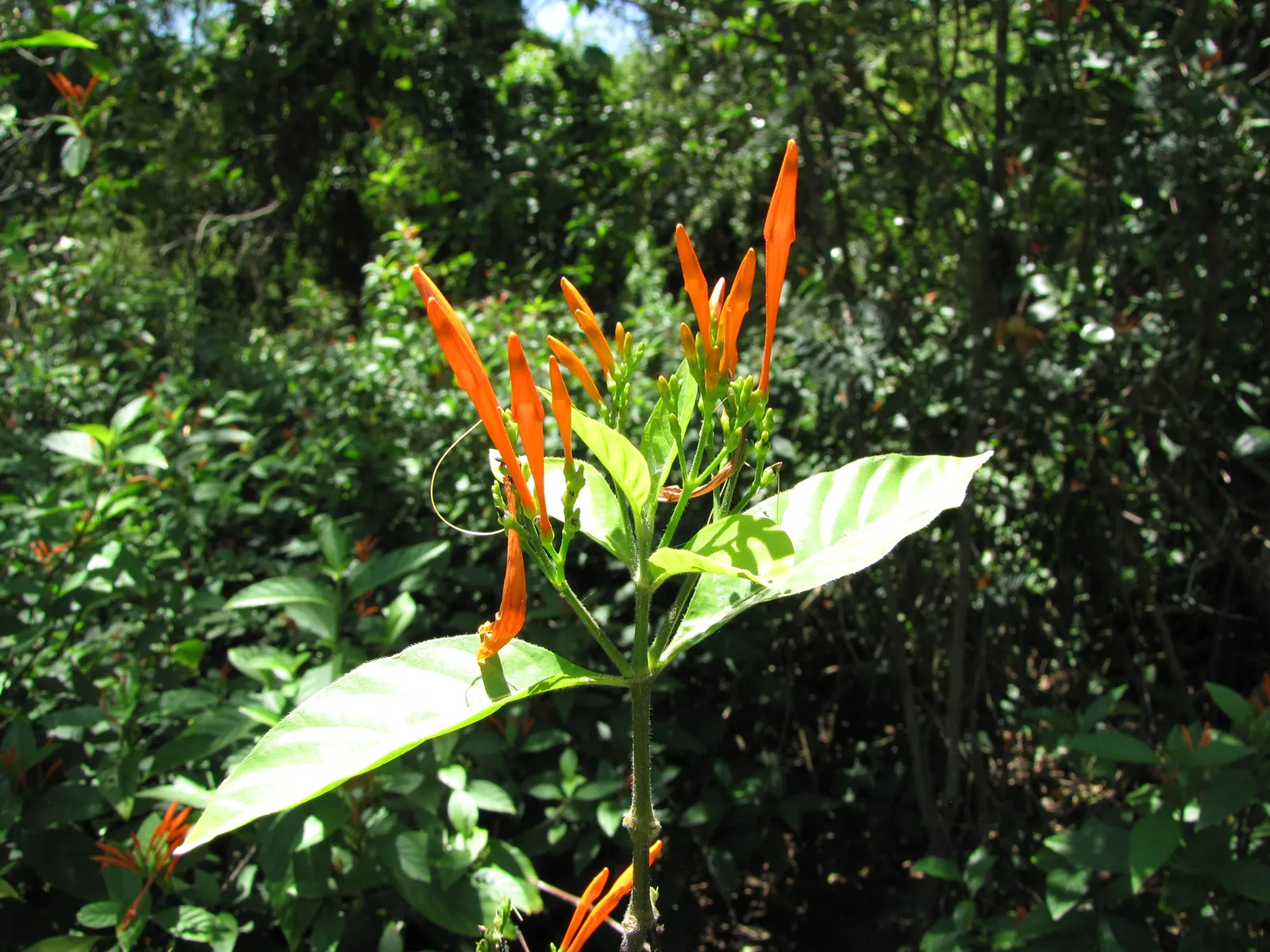Rizzini's Justicia (Justicia Rizzinii) — preferring partial to full sun exposure; resembling small firecrackers
