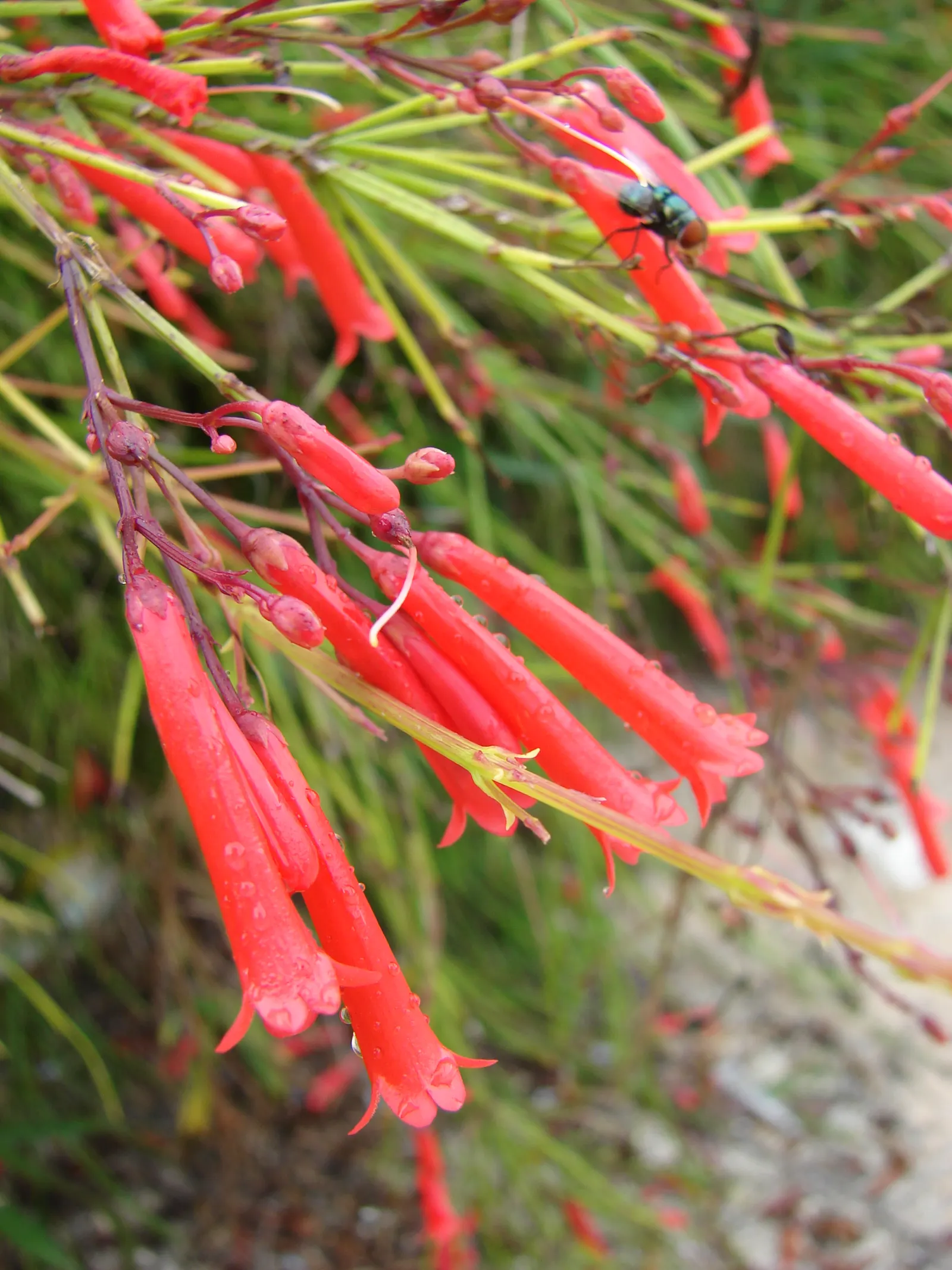Rizzini's Justicia (Justicia Rizzinii) — is a vibrant perennial that adds a pop of color and exotic flair to any garden; regular watering promotes optimal