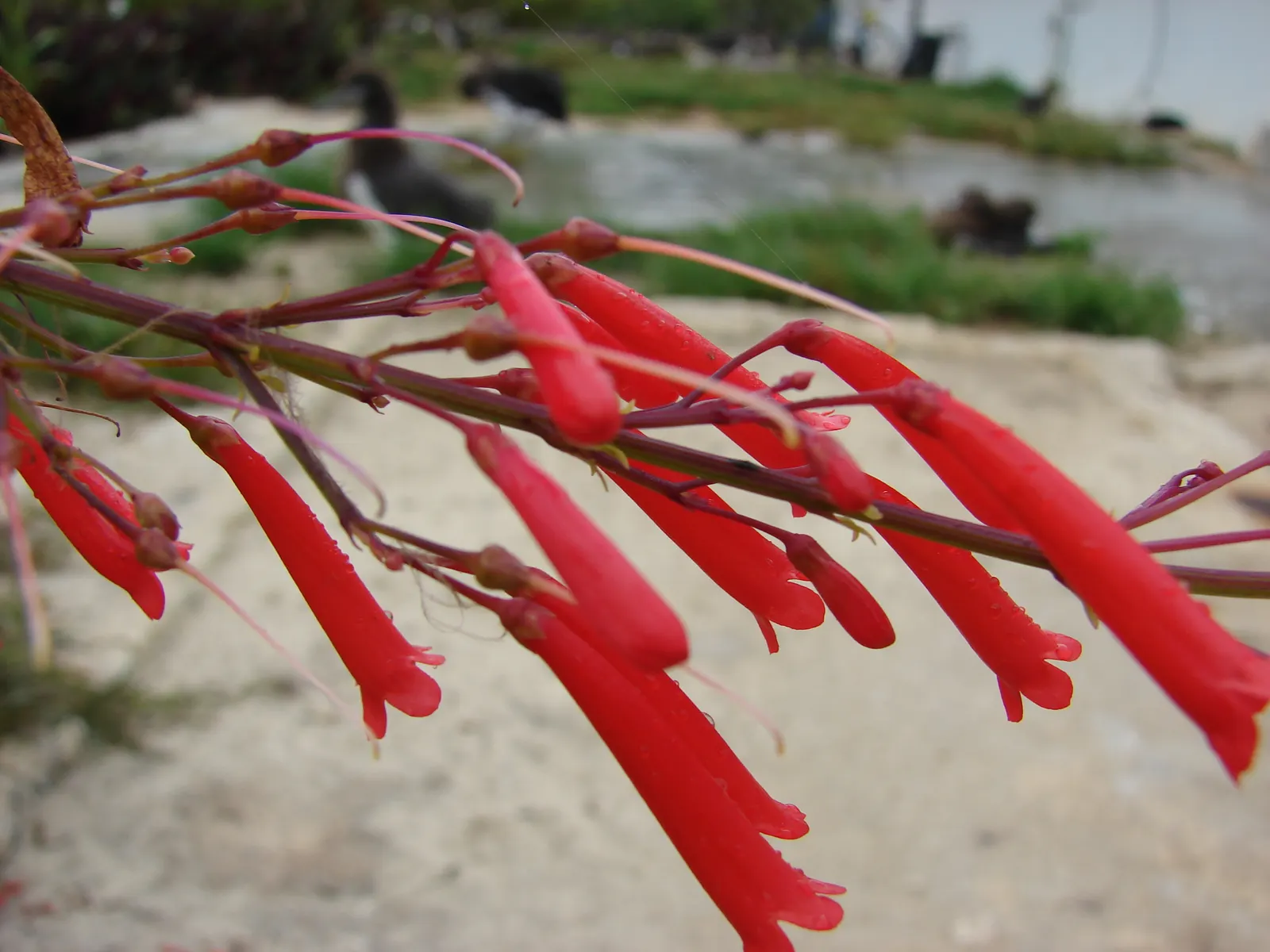 Rizzini's Justicia (Justicia Rizzinii) — fiery orange-red flowers that bloom prolifically throughout the year; regular watering and well-draining soil