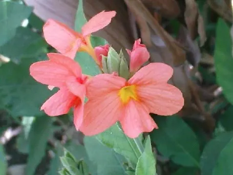 Rizzini's Justicia (Justicia Rizzinii) — Justicia rizzinii is sure to be a dazzling highlight in your client's garden