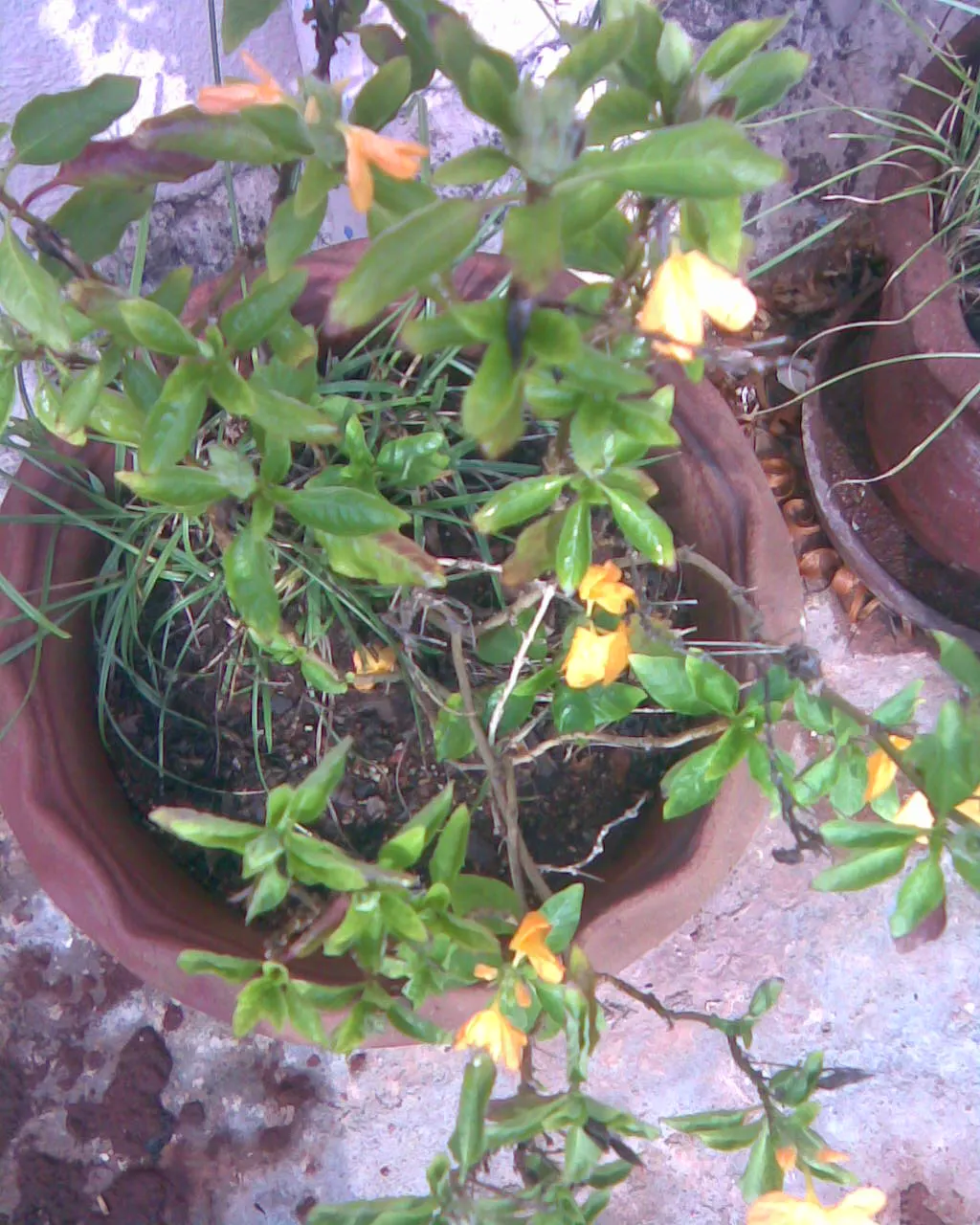 Rizzini's Justicia (Justicia Rizzinii) — to ensure this fiery beauty stands out