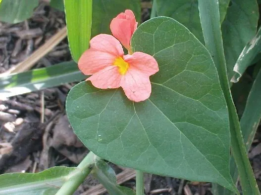 Rizzini's Justicia (Justicia Rizzinii) — With its resplendent color and ease of care; justicia rizzinii is sure to be a dazzling highlight in your client's