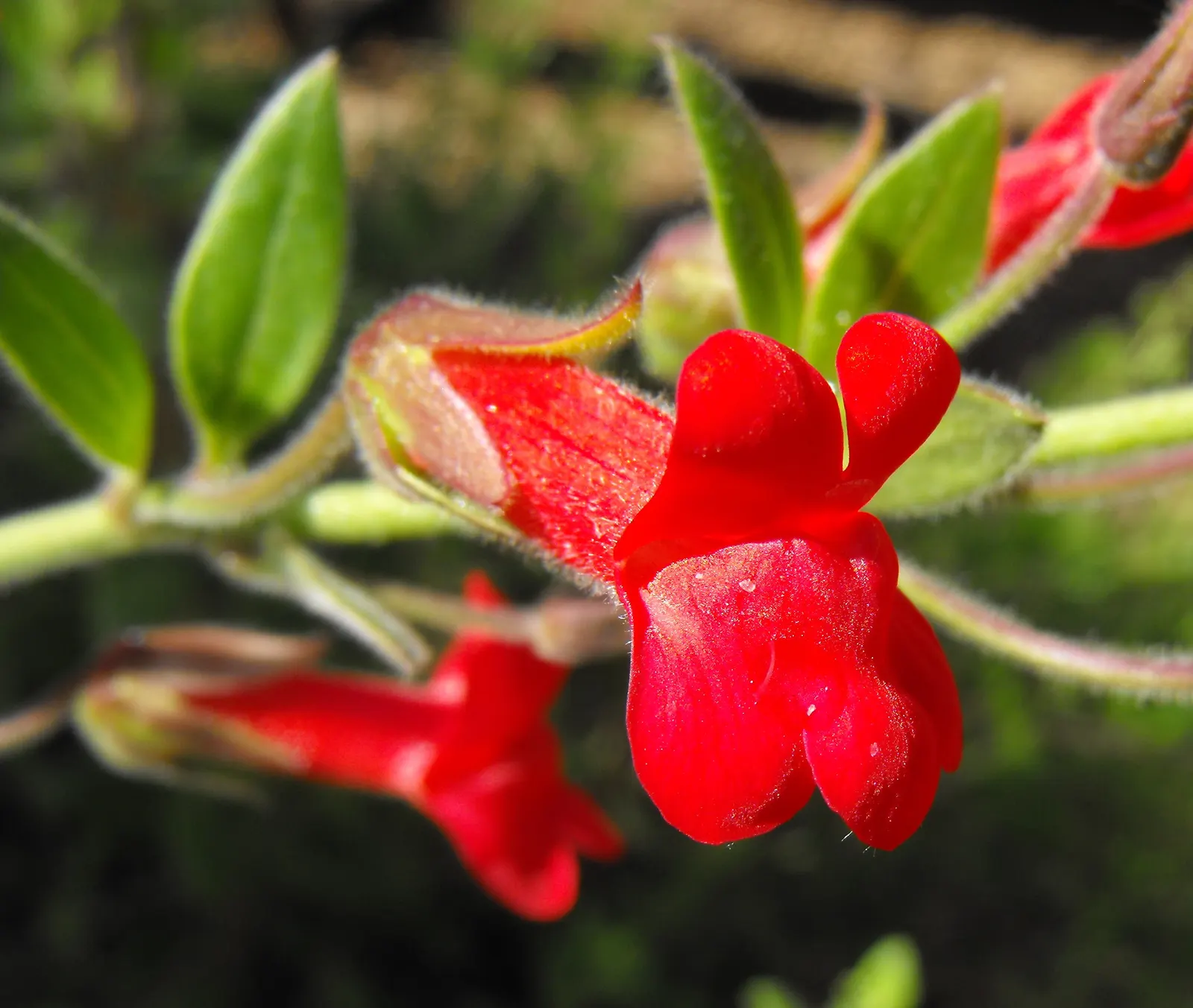 Rizzini's Justicia (Justicia Rizzinii) — consider pairing Firecracker Flower with foliage plants with contrasting colors