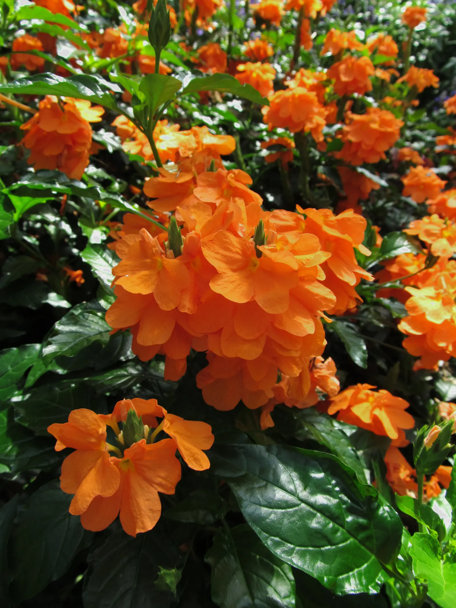 Rizzini's Justicia (Justicia Rizzinii) — With its resplendent color and ease of care; justicia rizzinii is sure to be a dazzling highlight in your, image 80