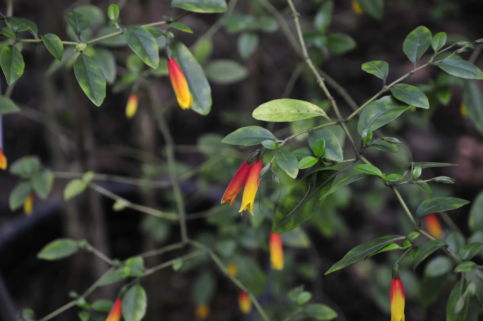 Rizzini's Justicia (Justicia Rizzinii) — consider pairing Firecracker Flower with foliage plants with contrasting colors; regular watering and well-draining