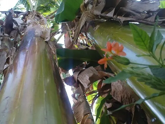 Rizzini's Justicia (Justicia Rizzinii) — Regular watering and well-draining soil encourage lush growth; justicia rizzinii is sure to be a dazzling highlight in