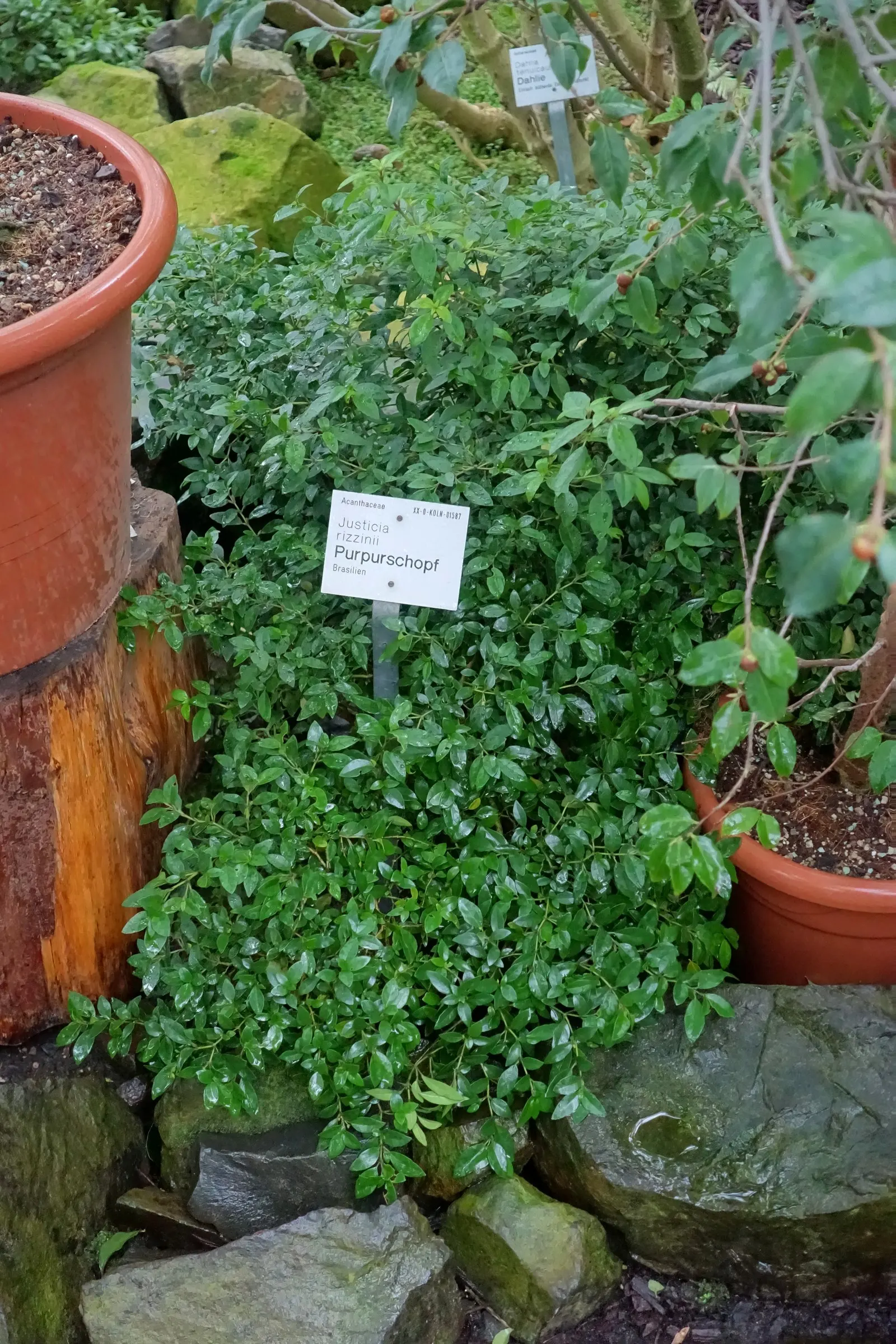 Rizzini's Justicia (Justicia Rizzinii) — regular watering promotes optimal flowering.<br><br>Maintenance for Justicia rizzinii is relatively minimal