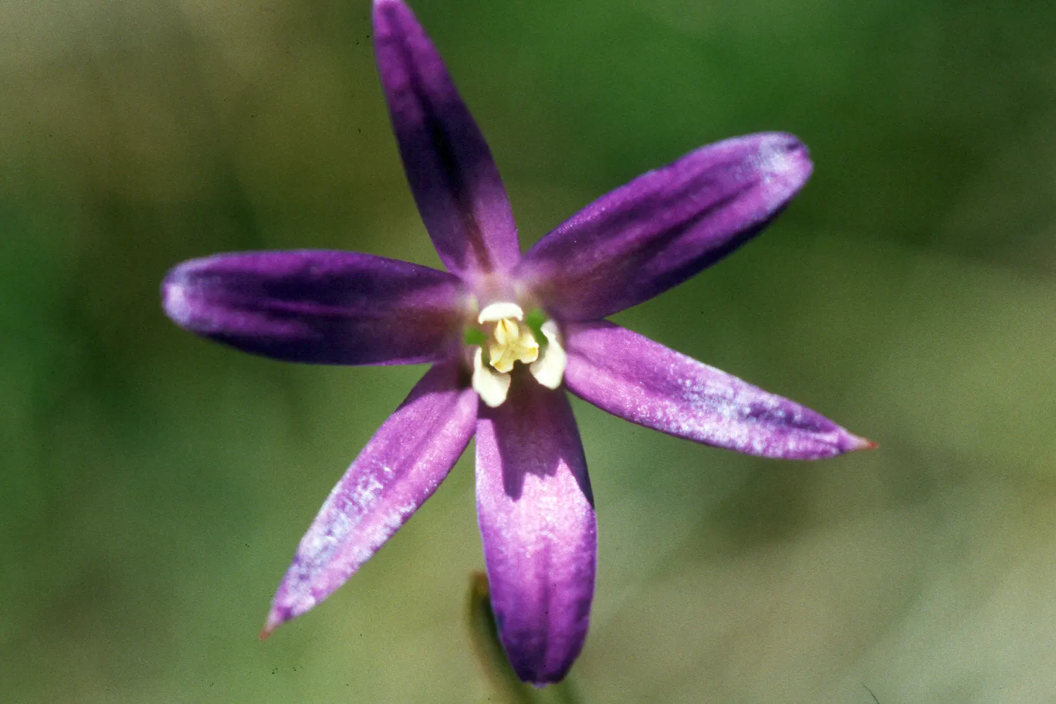 Rizzini's Justicia (Justicia Rizzinii) — With its resplendent color and ease of care