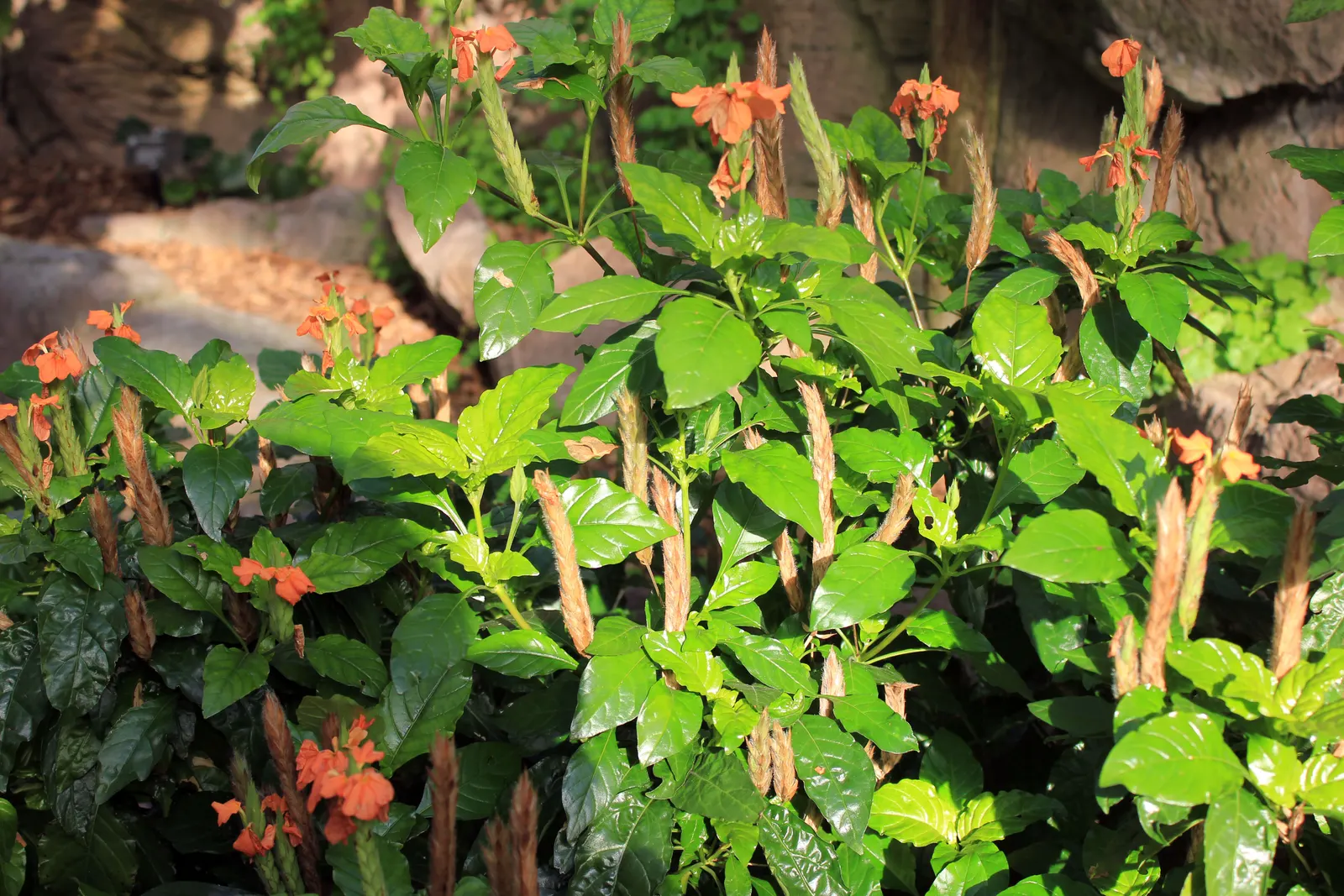 Rizzini's Justicia (Justicia Rizzinii) — it thrives in partial shade and reaches a compact size of 18-24 inches in both height and spread; regular, image 59