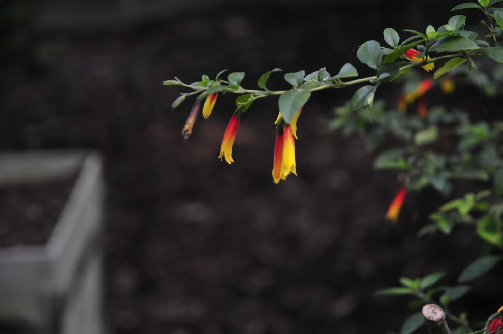 Rizzini's Justicia (Justicia Rizzinii) — although it can tolerate some shade; regular watering promotes optimal flowering.<br><br>Maintenance for Justicia