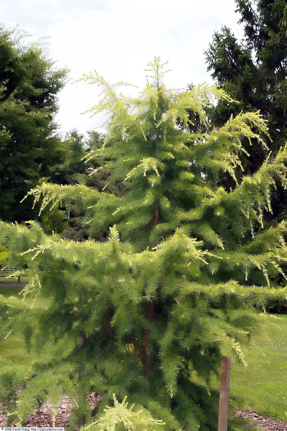 Golden Atlas Cedar (Cedrus Atlantica 'Aurea') — reaching up to 40 feet in height