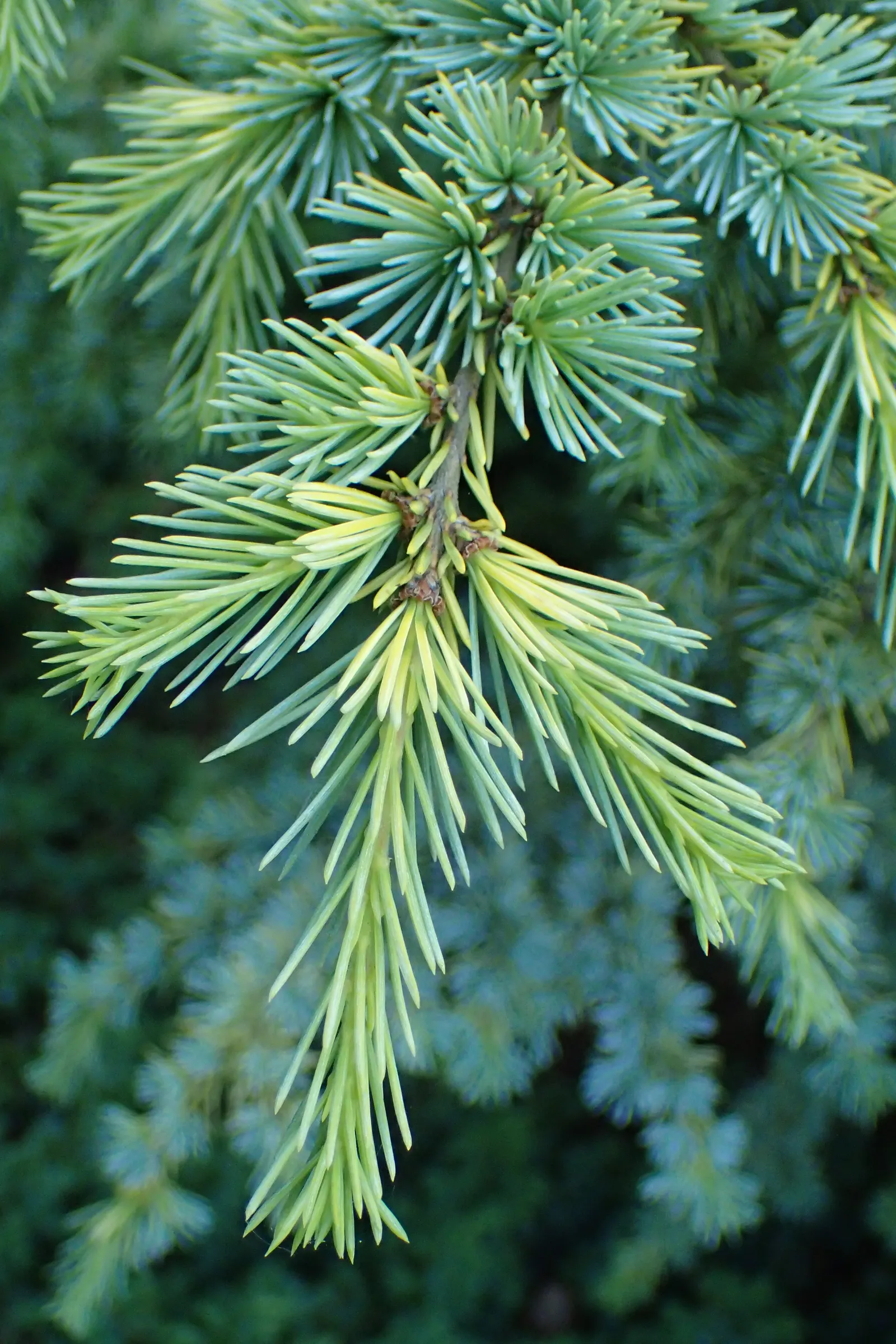 Golden Atlas Cedar (Cedrus Atlantica 'Aurea') — Its golden-yellow needles offer year-round interest, especially in winter when the color deepens