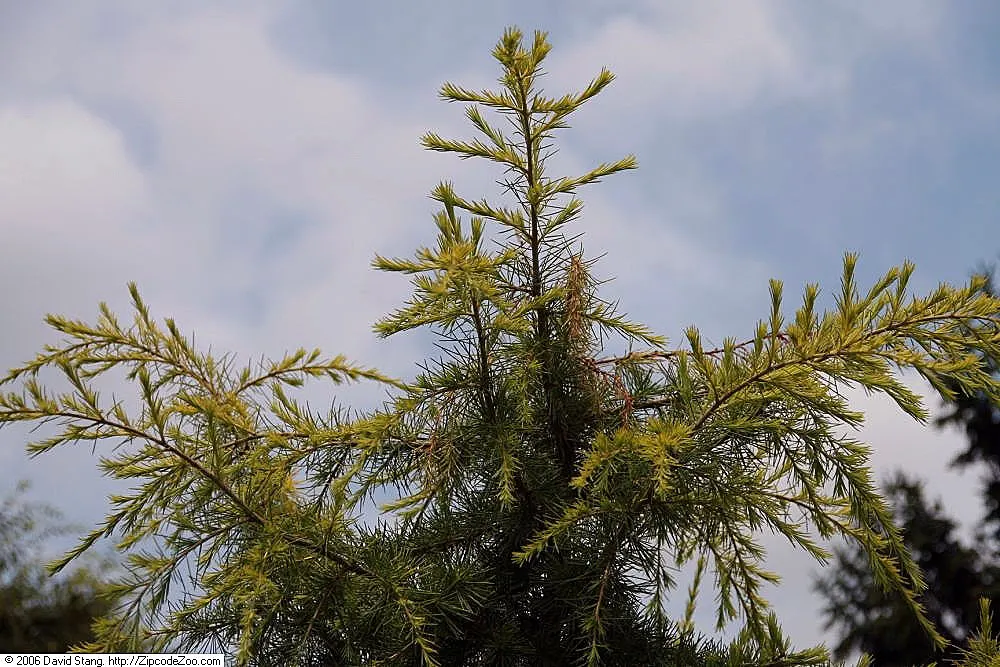 Golden Atlas Cedar (Cedrus Atlantica 'Aurea') — is a striking conifer with a pyramidal growth habit
