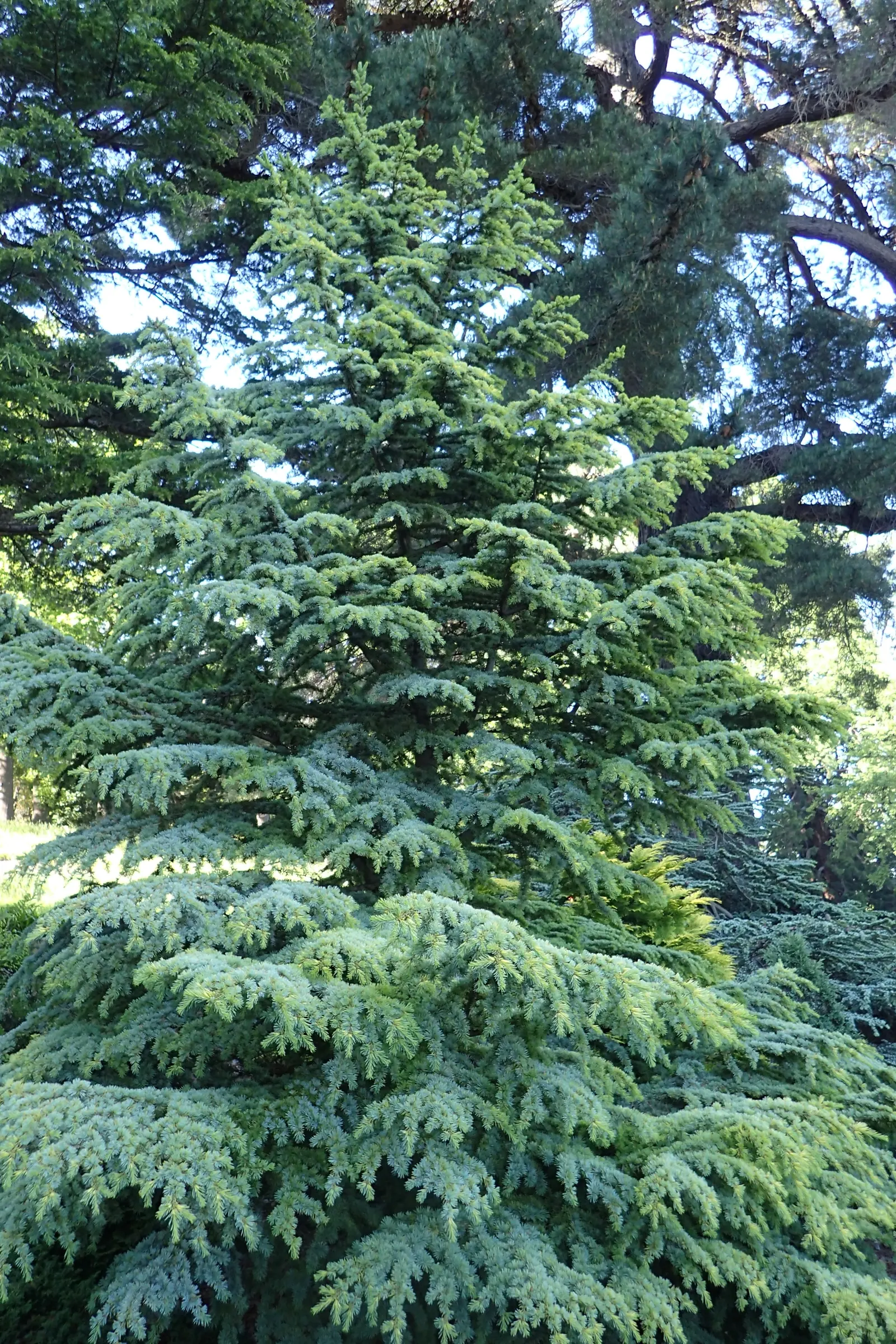Golden Atlas Cedar (Cedrus Atlantica 'Aurea') — This slow-growing tree requires full sun and well-drained soil