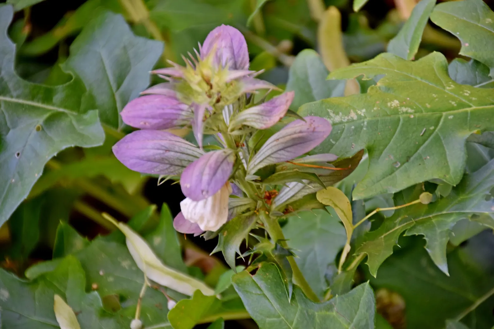 Spiny Bear's Breech (Acanthus Spinosus) — This hardy plant prefers well-drained soil and is drought-tolerant once established