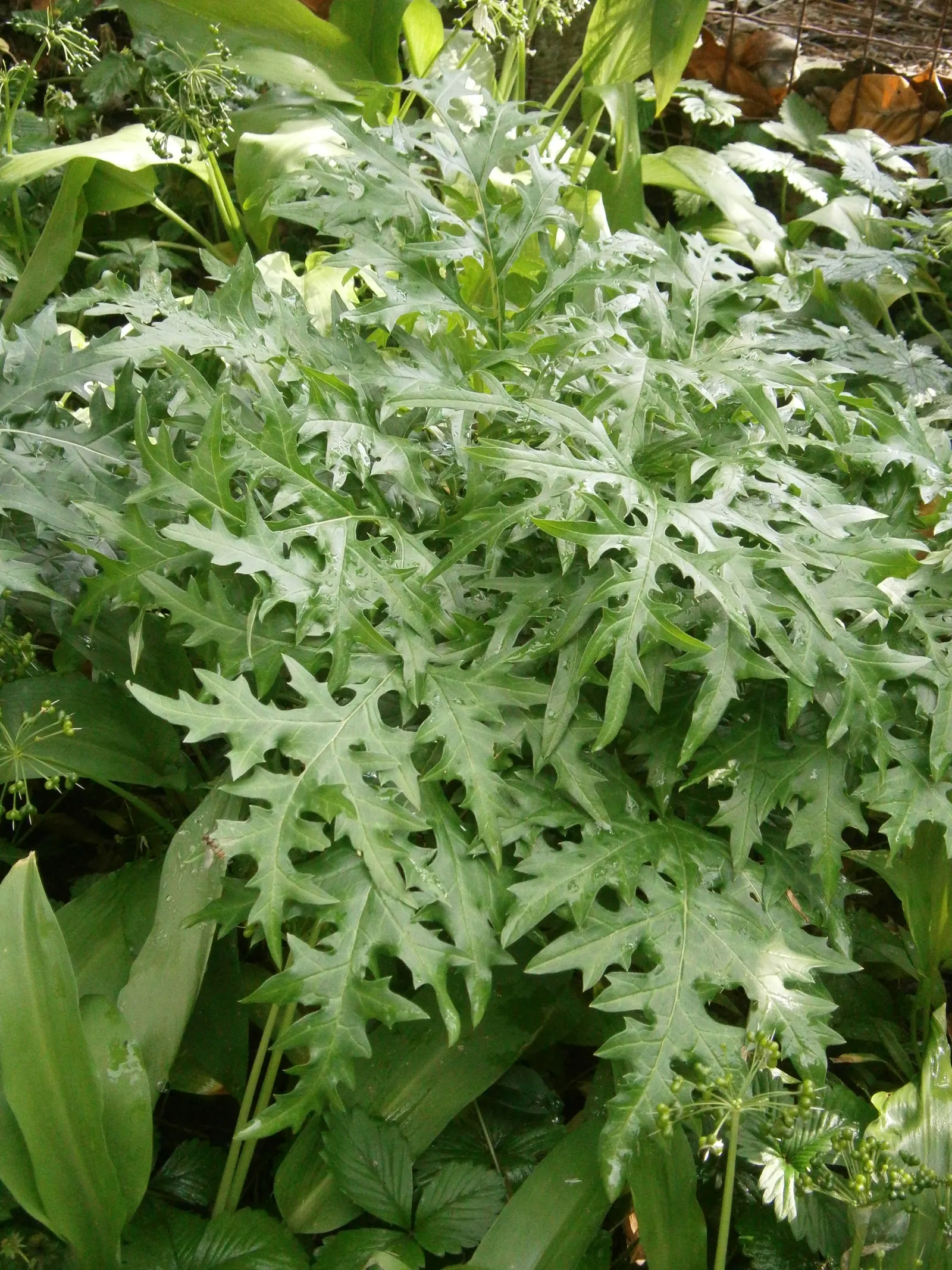 Spiny Bear's Breech (Acanthus Spinosus) — This architectural plant is native to the Mediterranean region and boasts deeply lobed; contrasting beautifully with