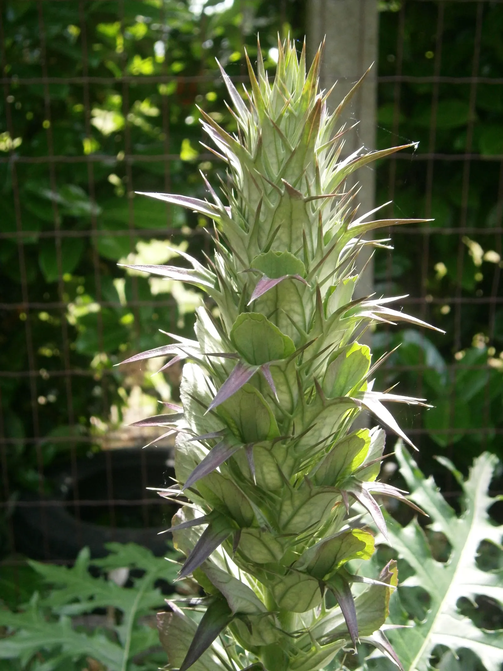 Spiny Bear's Breech (Acanthus Spinosus) — the Acanthus spinosus sends up flower spikes that can soar to heights of around 4 feet; consider a place that