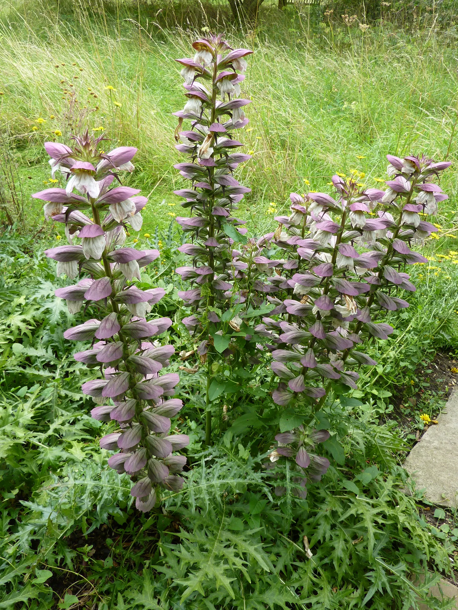 Spiny Bear's Breech (Acanthus Spinosus) — adding a dynamic element to the garden.<br><br>When selecting a site; drought-tolerant once established, image 63