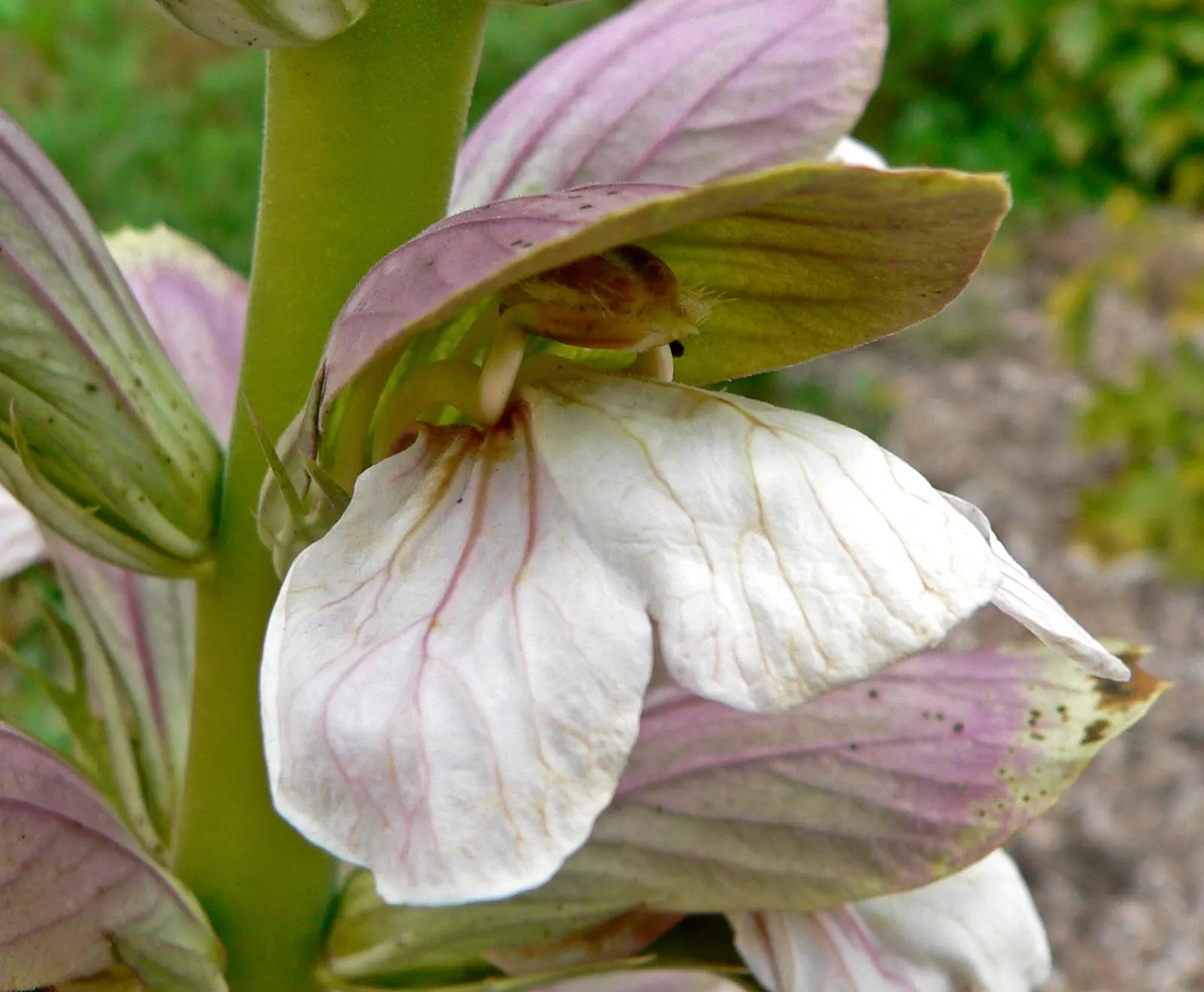 Spiny Bear's Breech (Acanthus Spinosus) — a nod to its frequent depiction in ancient Greek and Roman art; perennial with white blooms, image 62
